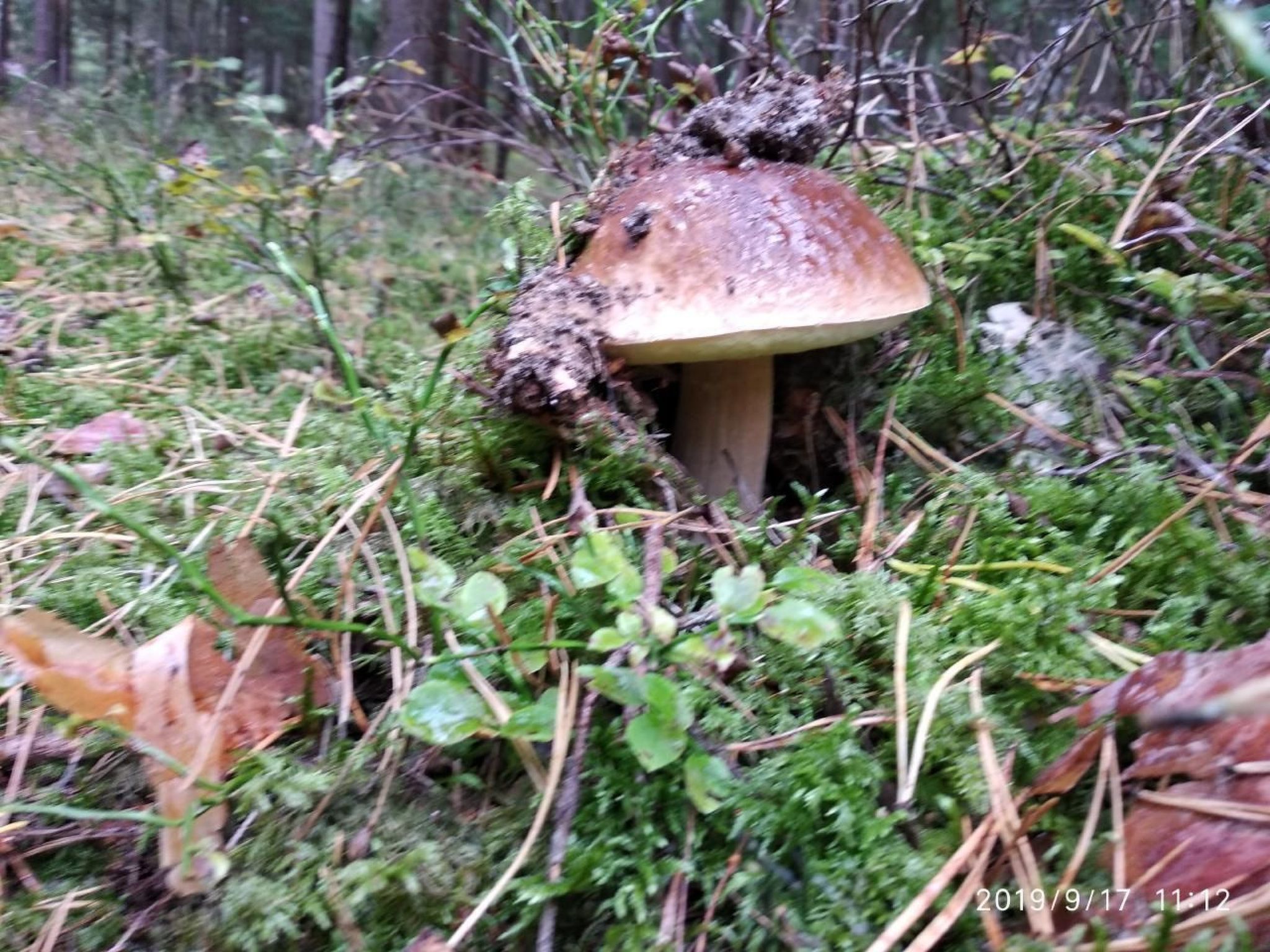 Ferienvilla "Villa Jolanta" mit Sauna-Binnen