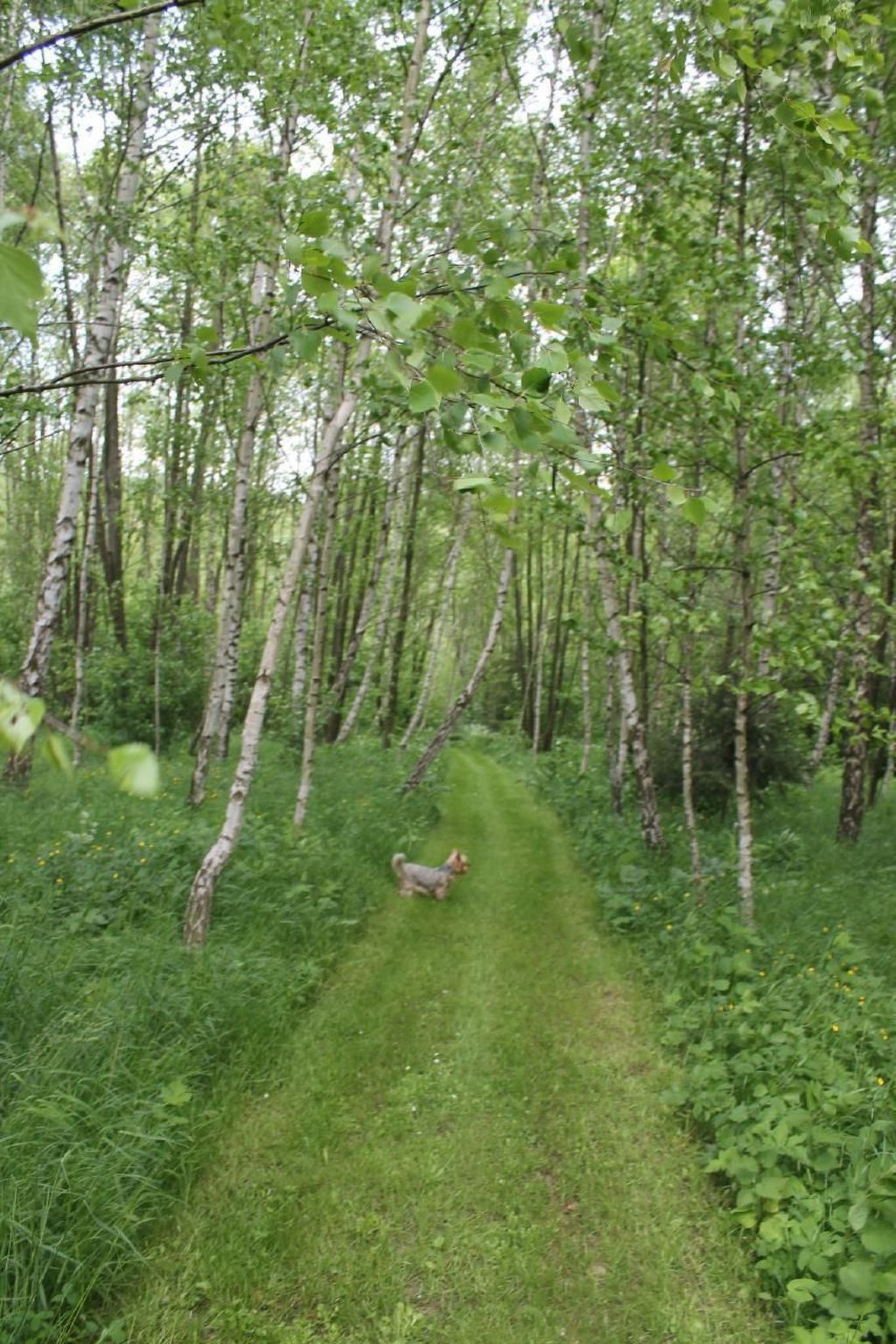 Komfortables Ferienhaus Ewa in Meszna Opacka-Binnen