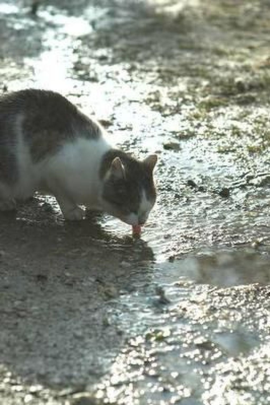 Blockhaus in Gajówka mit Kaminofen
