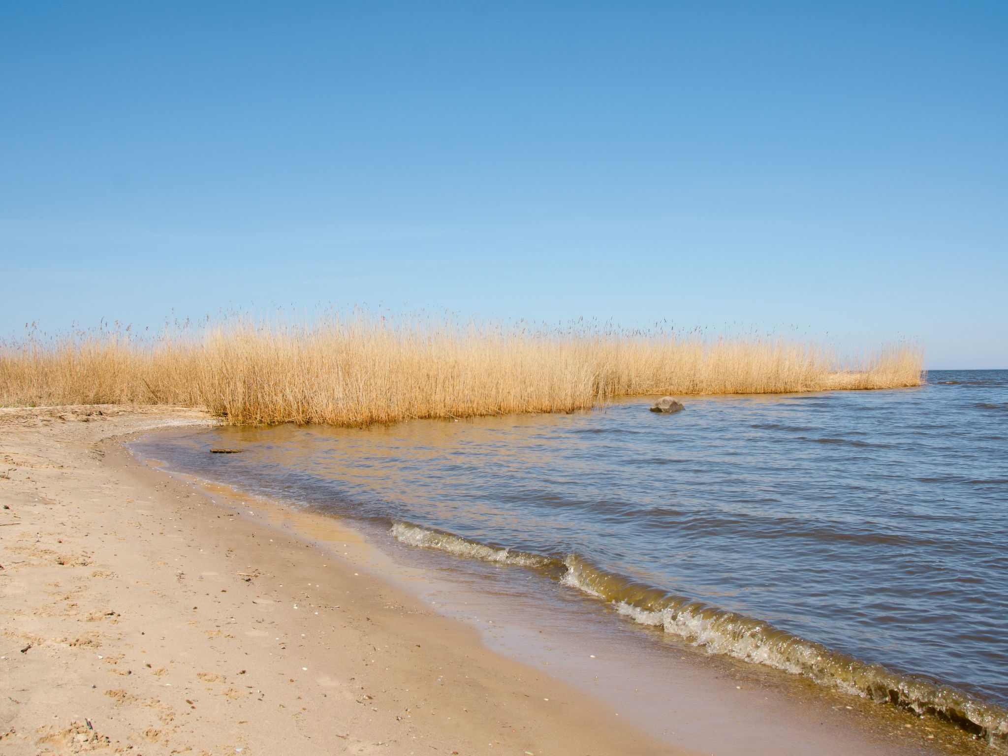 Kormoran-Image-tags.info