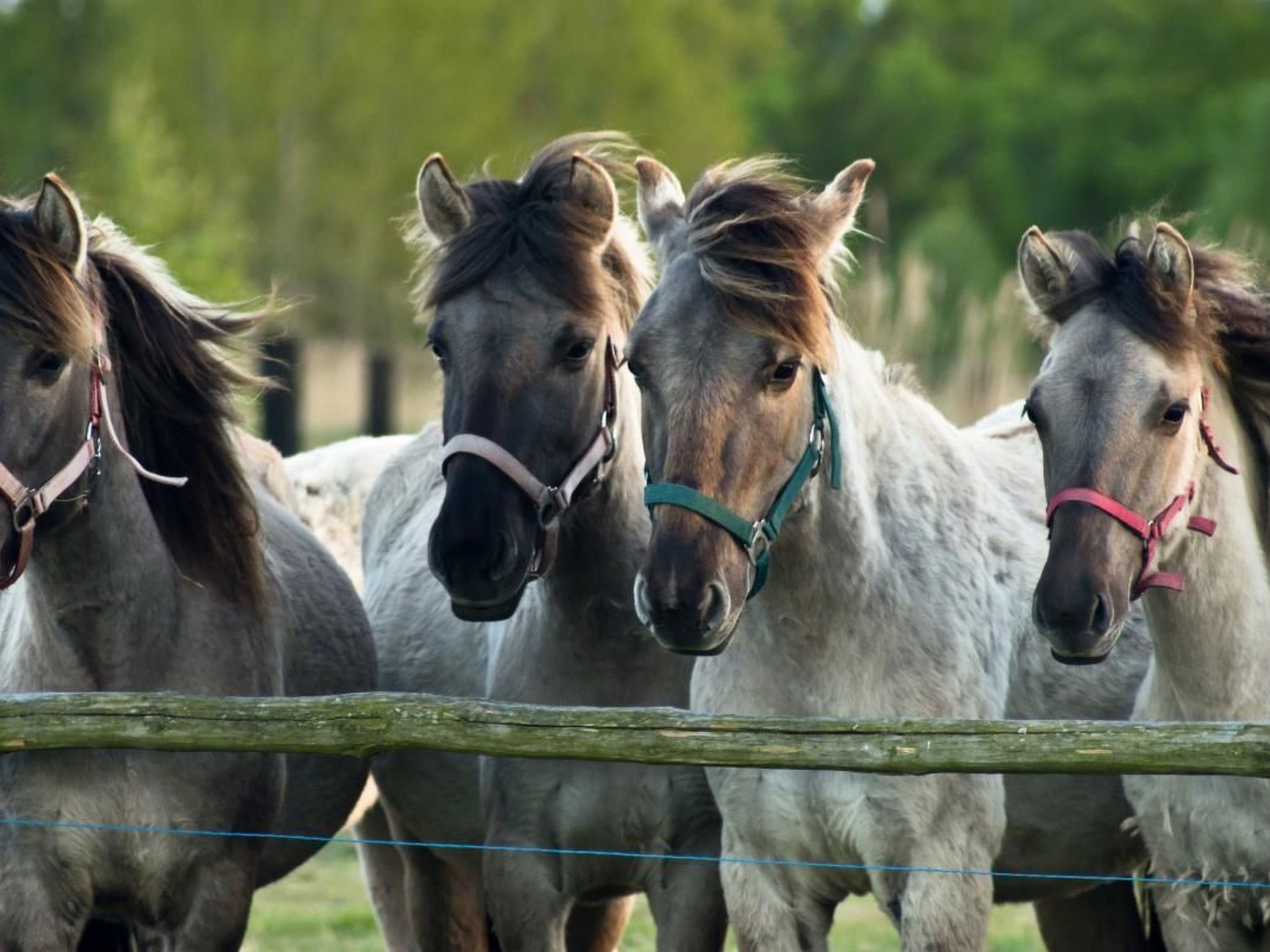 "Eagle Cottage II" unbeschwerter Urlaub-Image-tags.info