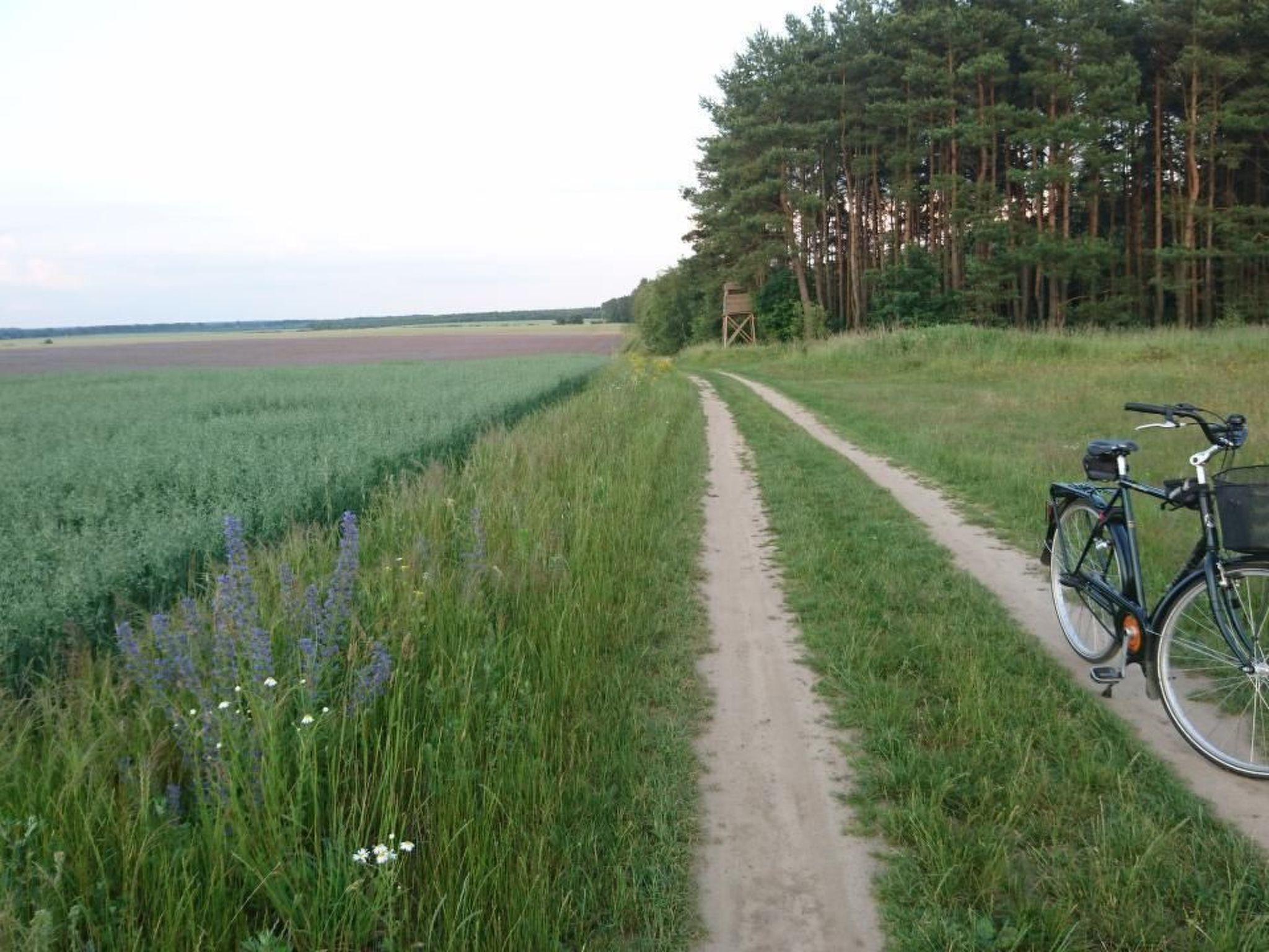 Dario-Image-tags.info