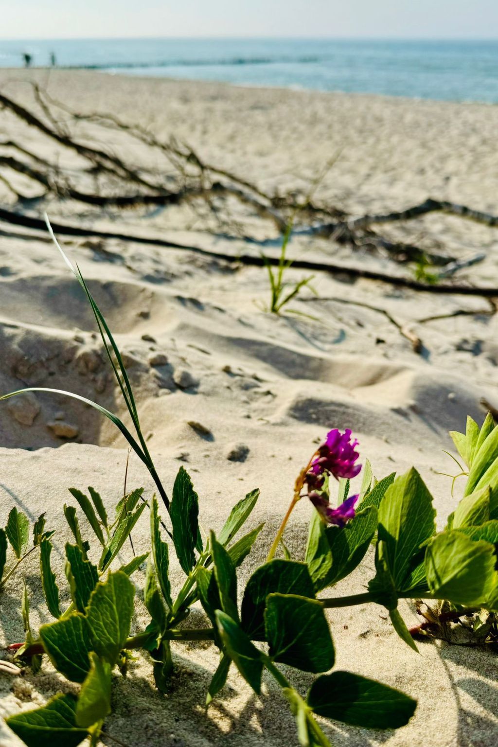 Komfortables Ferienhaus an der Ostseeküste-Image-tags.info