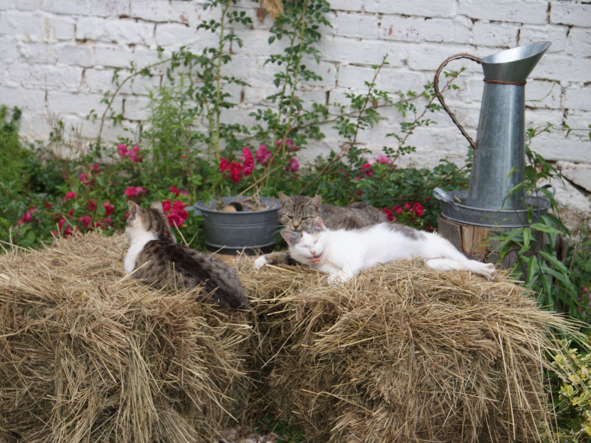 Meer, Landschaft, Stille - Ferienhäuser in den Gärten von Magra