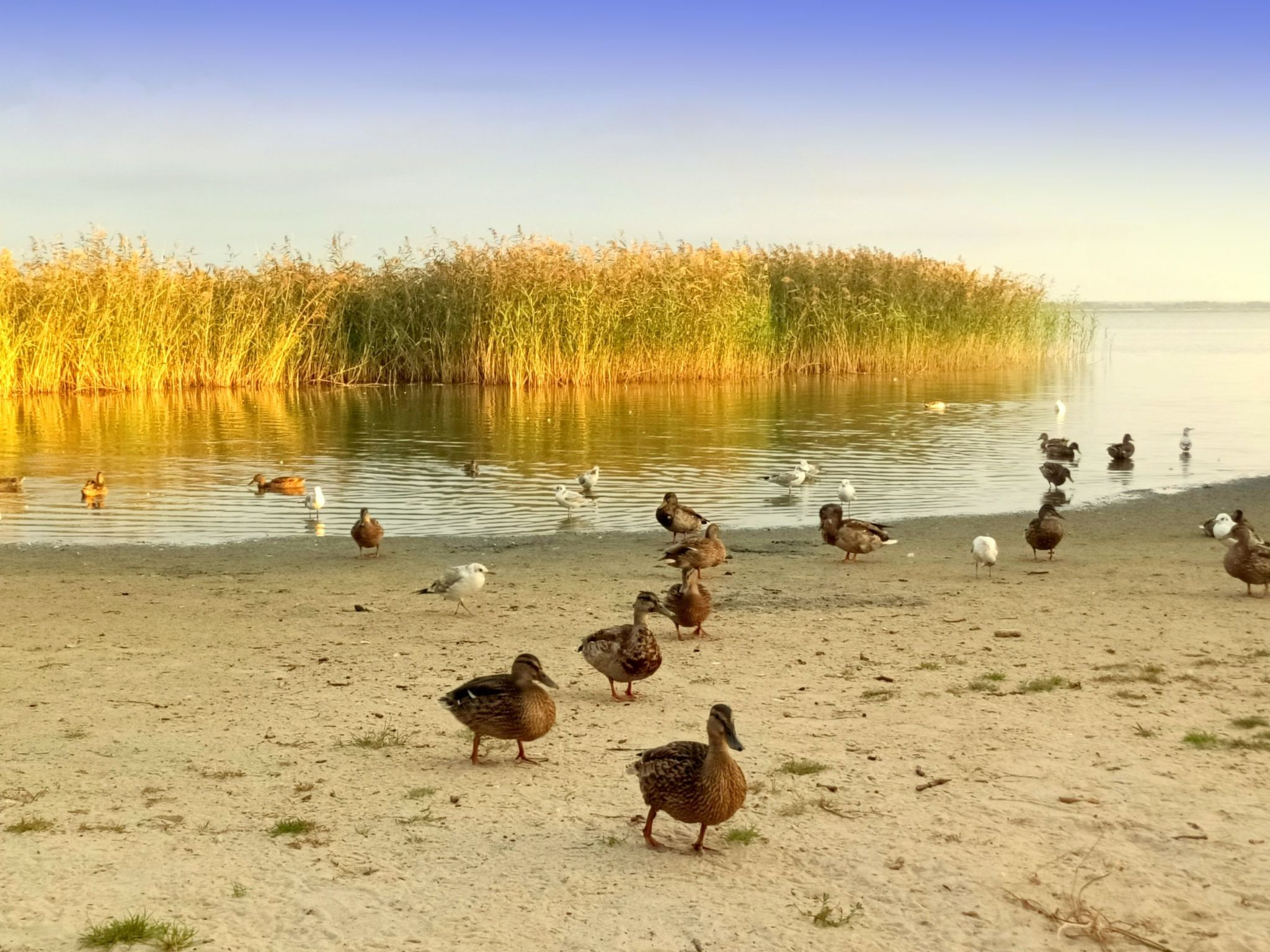 "Paradise Star Bobolin"-Binnen