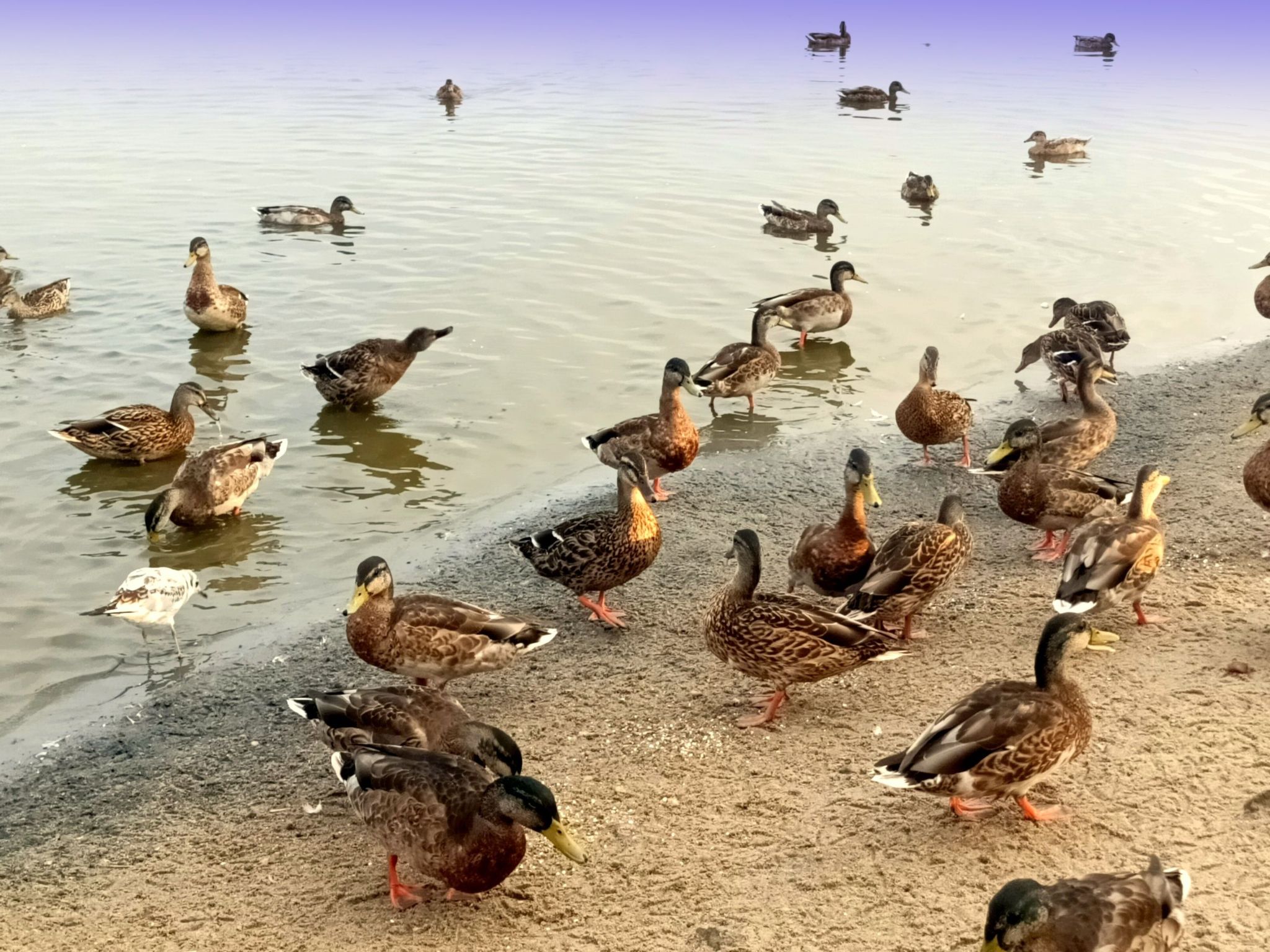 "Paradise Star Bobolin"-Binnen