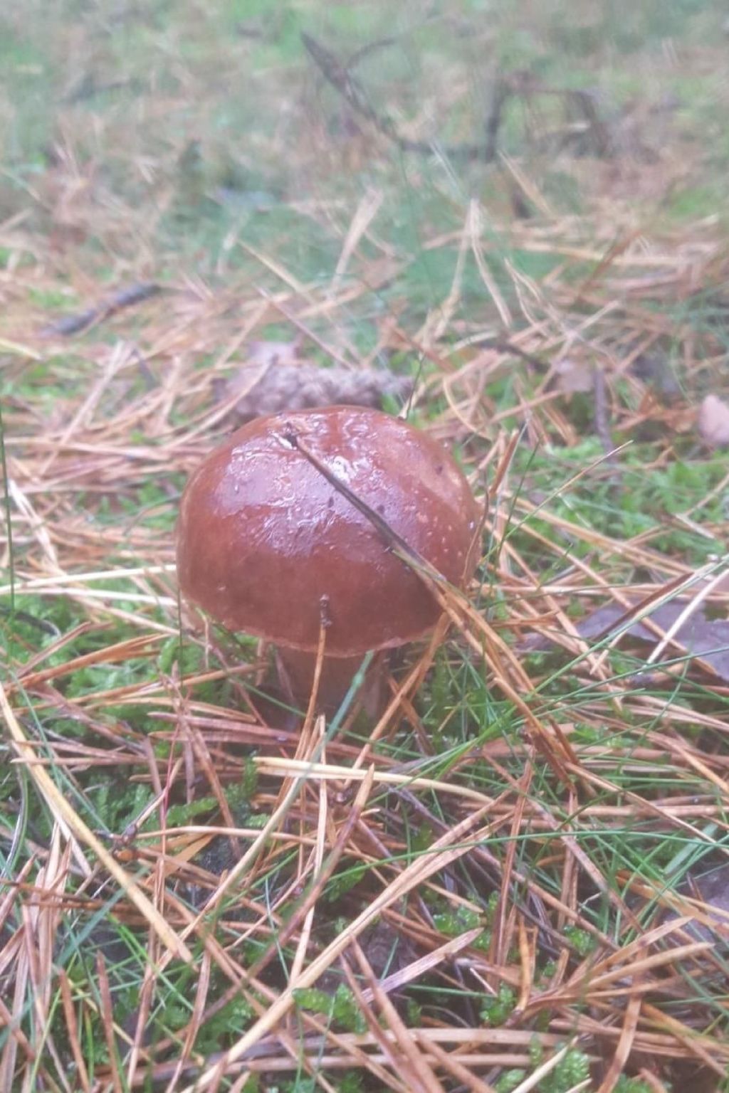 "Ferienhaus GolczaVita"-Image-tags.info