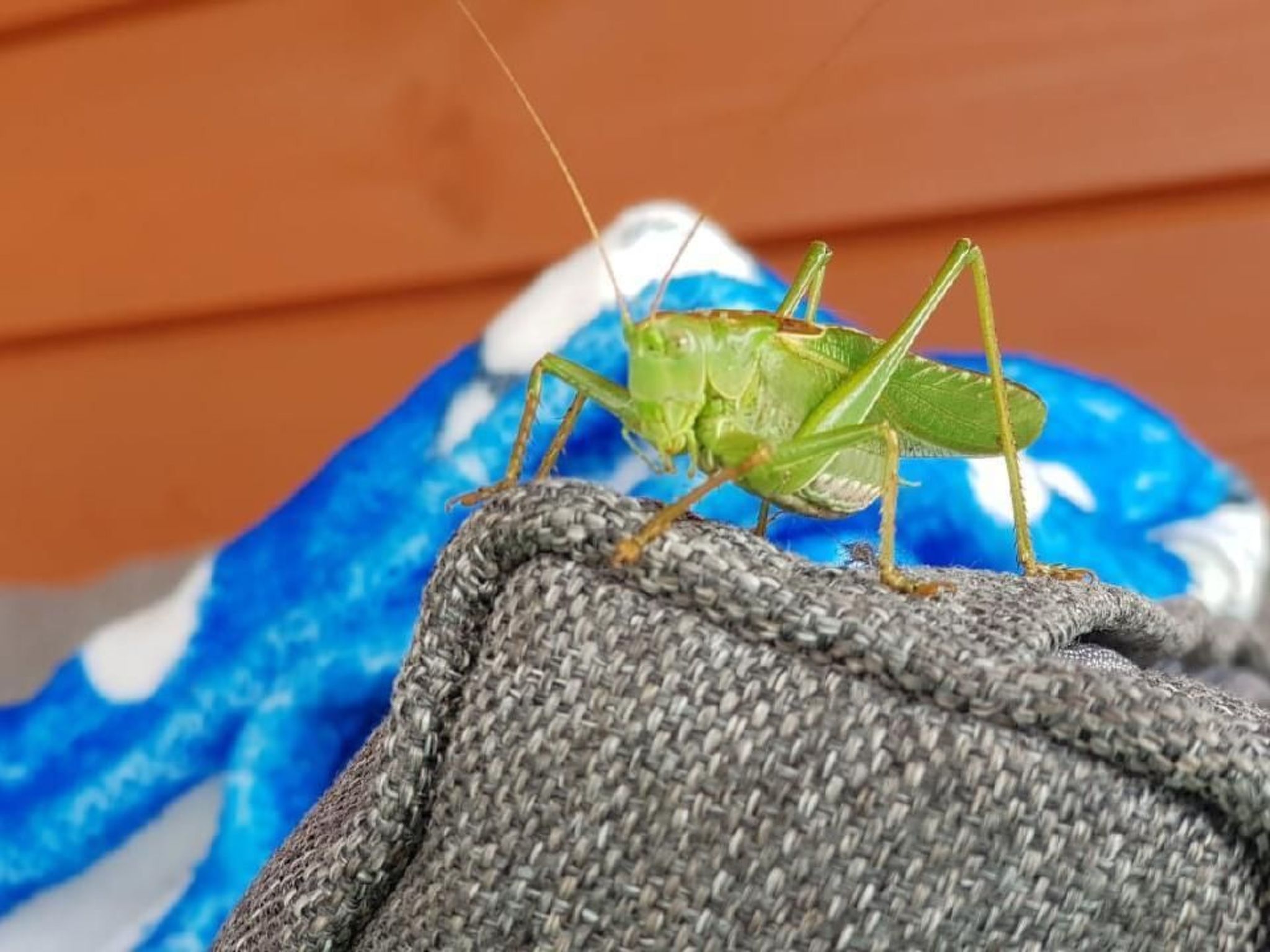 "Green Eco Cottage6"-Image-tags.info