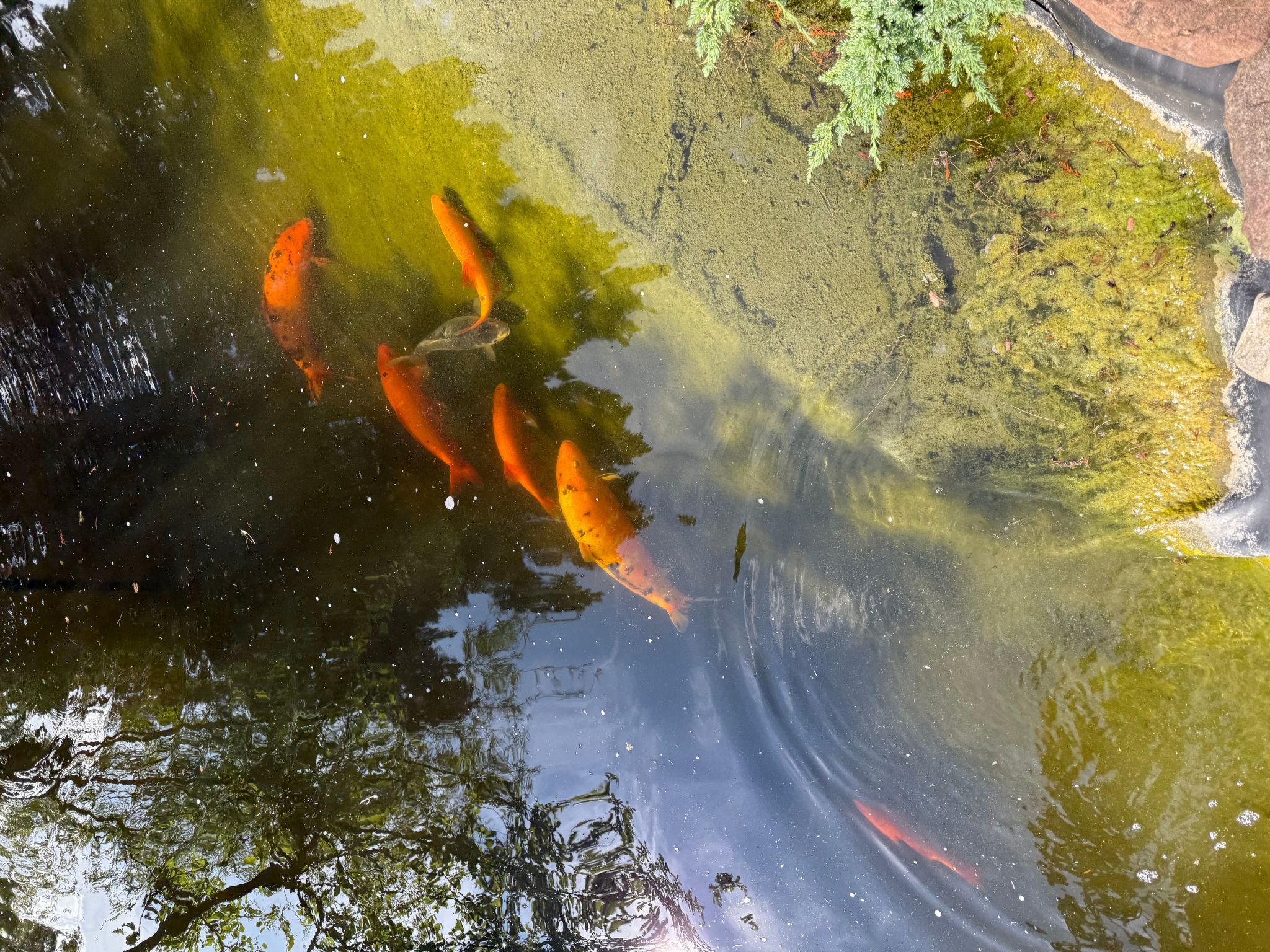 Ferienvilla mit Garten, Grill und Terrasse-Buiten