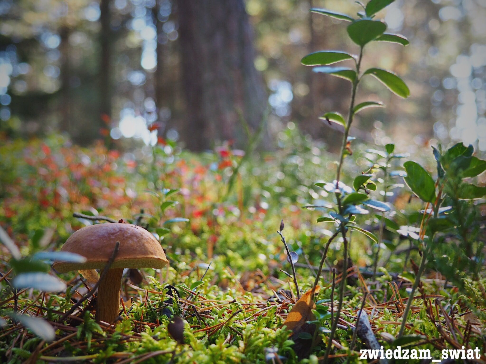 Haus in einer ruhigen Straße, in der Nähe des Waldes und des Meeres-Image-tags.info