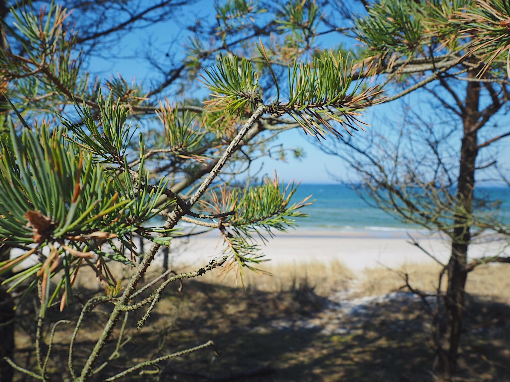 Schönes, ruhiges Haus in der Nähe des Waldes und des Meeres-Dehors