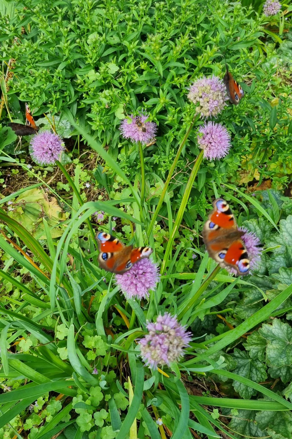 Lublewo21 Ferienhäuser - Image-tags.info