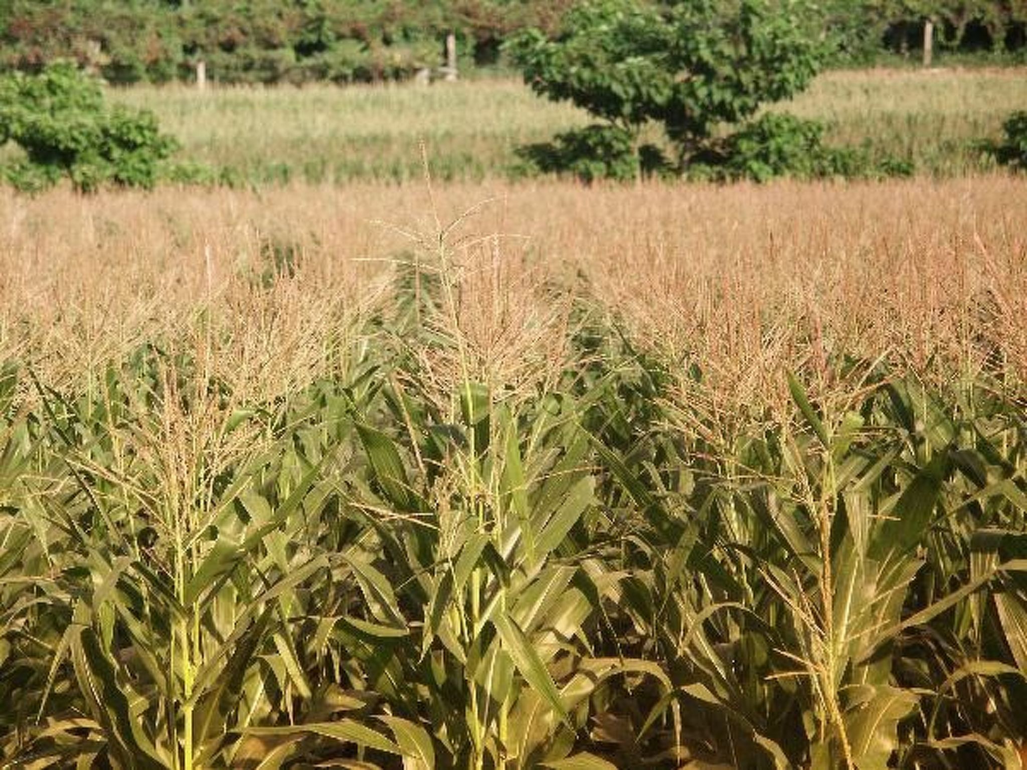 Finca "Quinta do Bento Novo"-Binnen