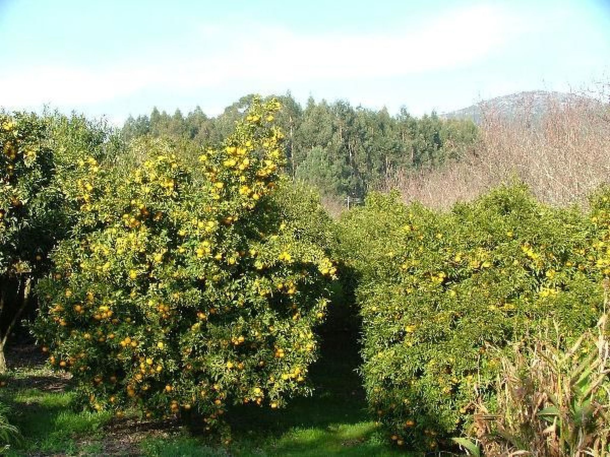 Finca "Quinta do Bento Novo"-Binnen