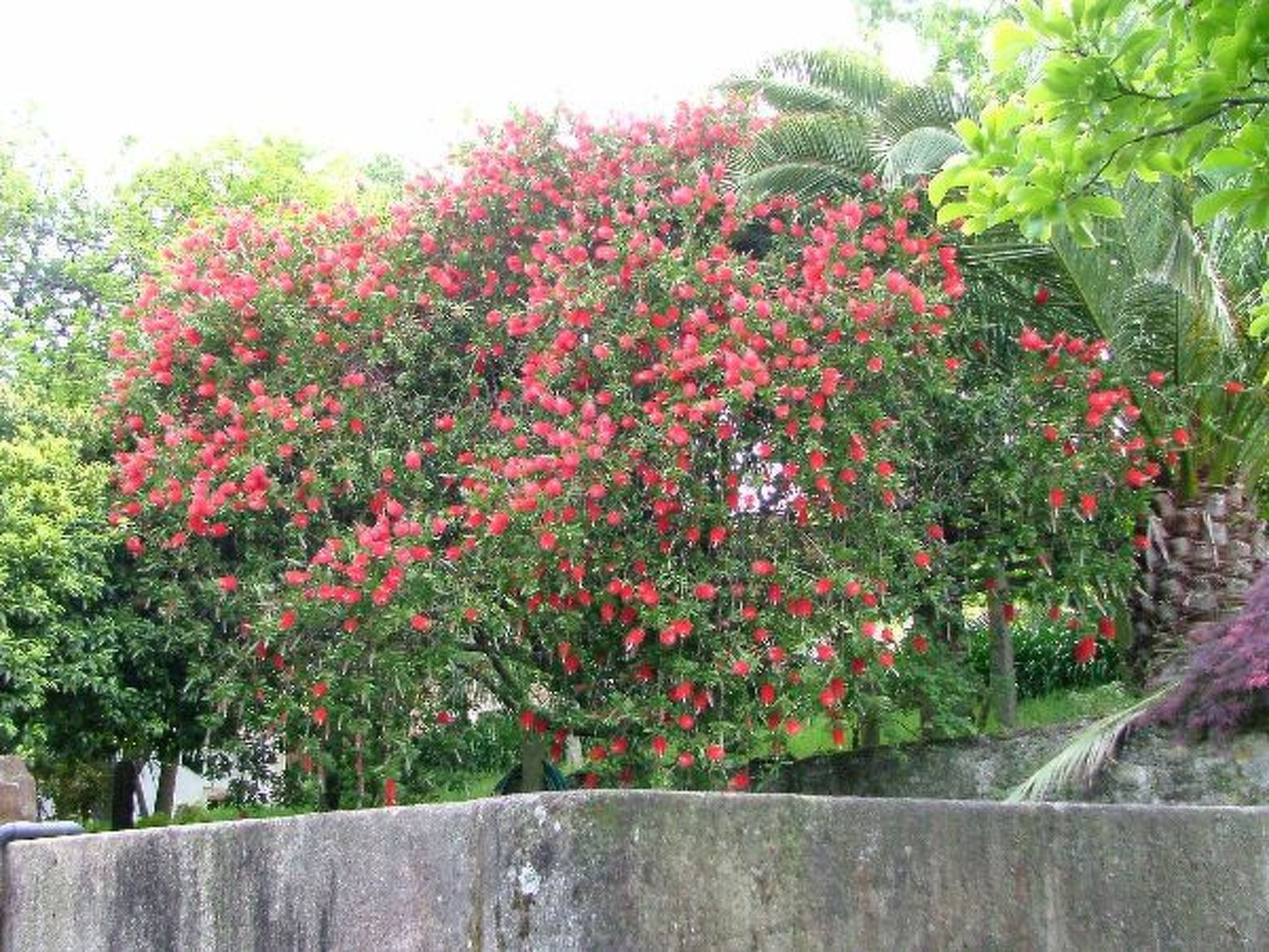 Finca "Quinta do Bento Novo"-Binnen