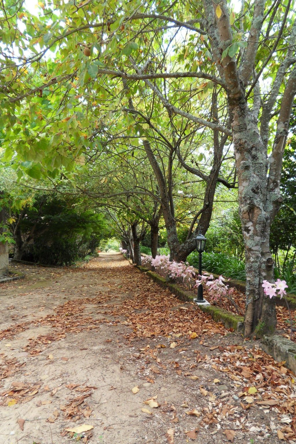 Finca "Quinta do Bento Novo"