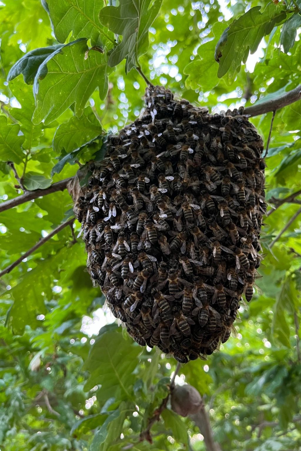 Casas das Olas 5 - Großartige Aussicht, 2 Pools, idealer Ort zum Entspannen und-Binnen