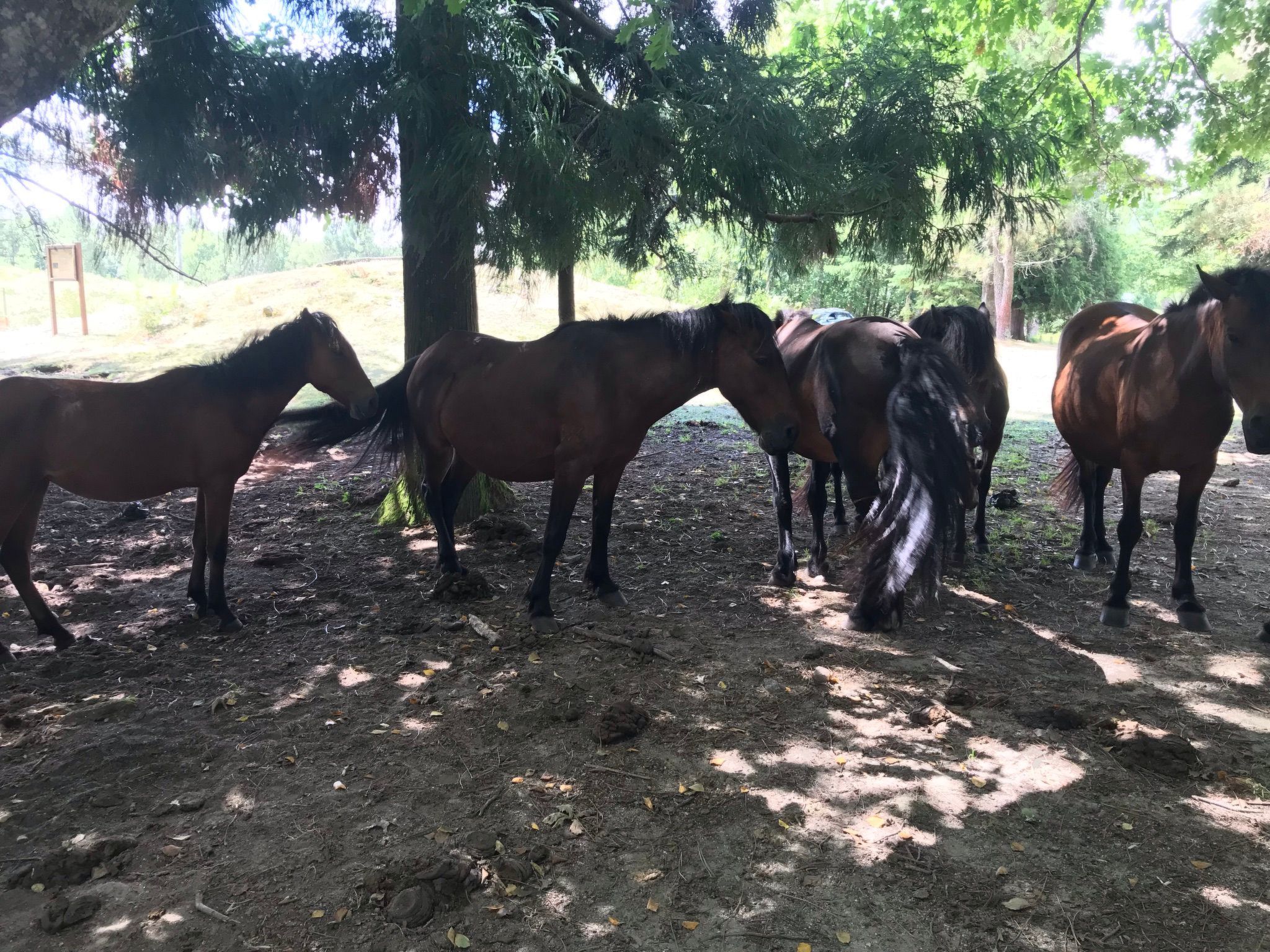 Casas das Olas 3 - Großartige Aussicht, 2 Pools, idealer Ort zum Entspannen und-Binnen