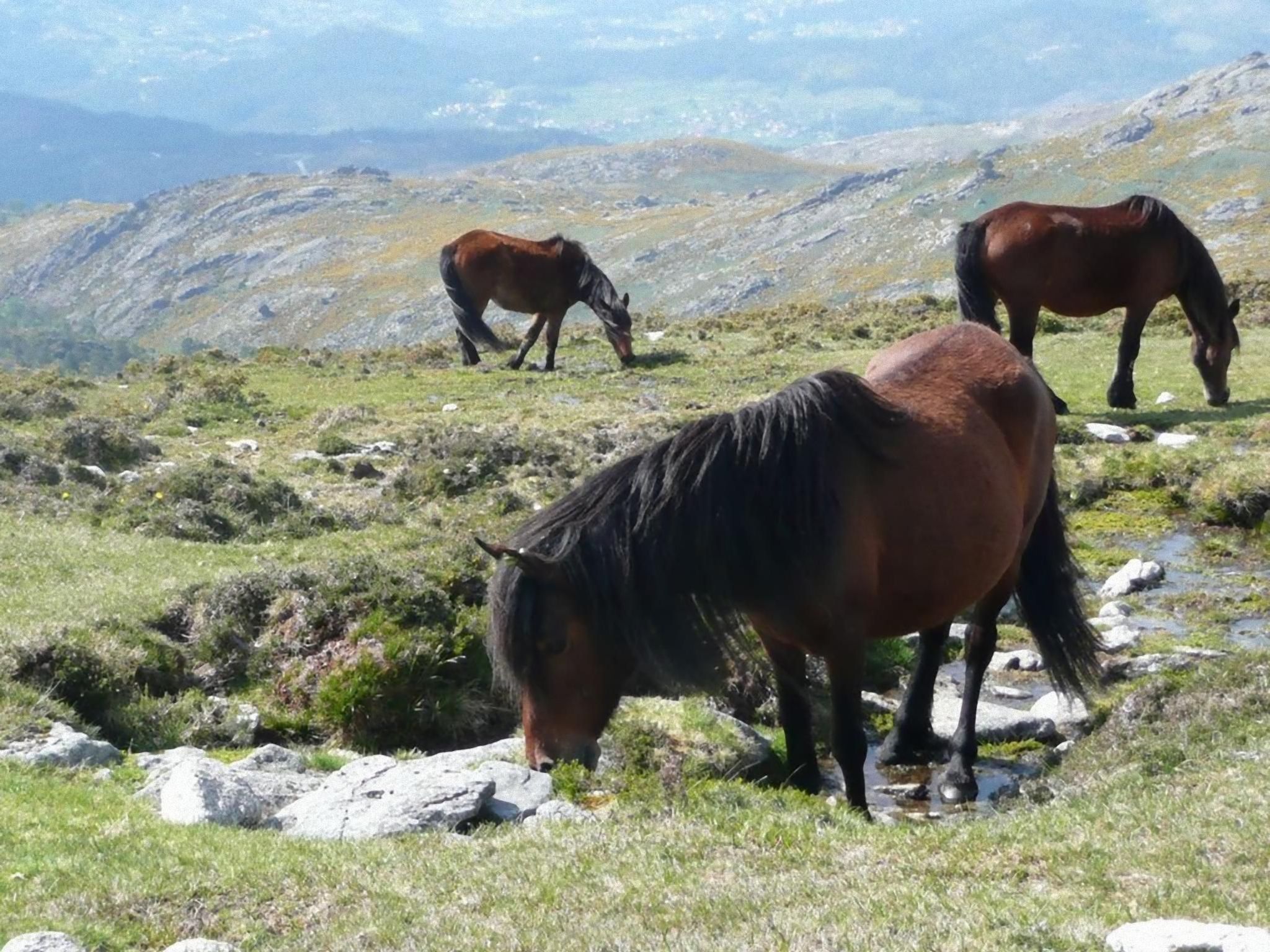 "Großmutters Häuschen" mit überdachter Terrasse-Binnen