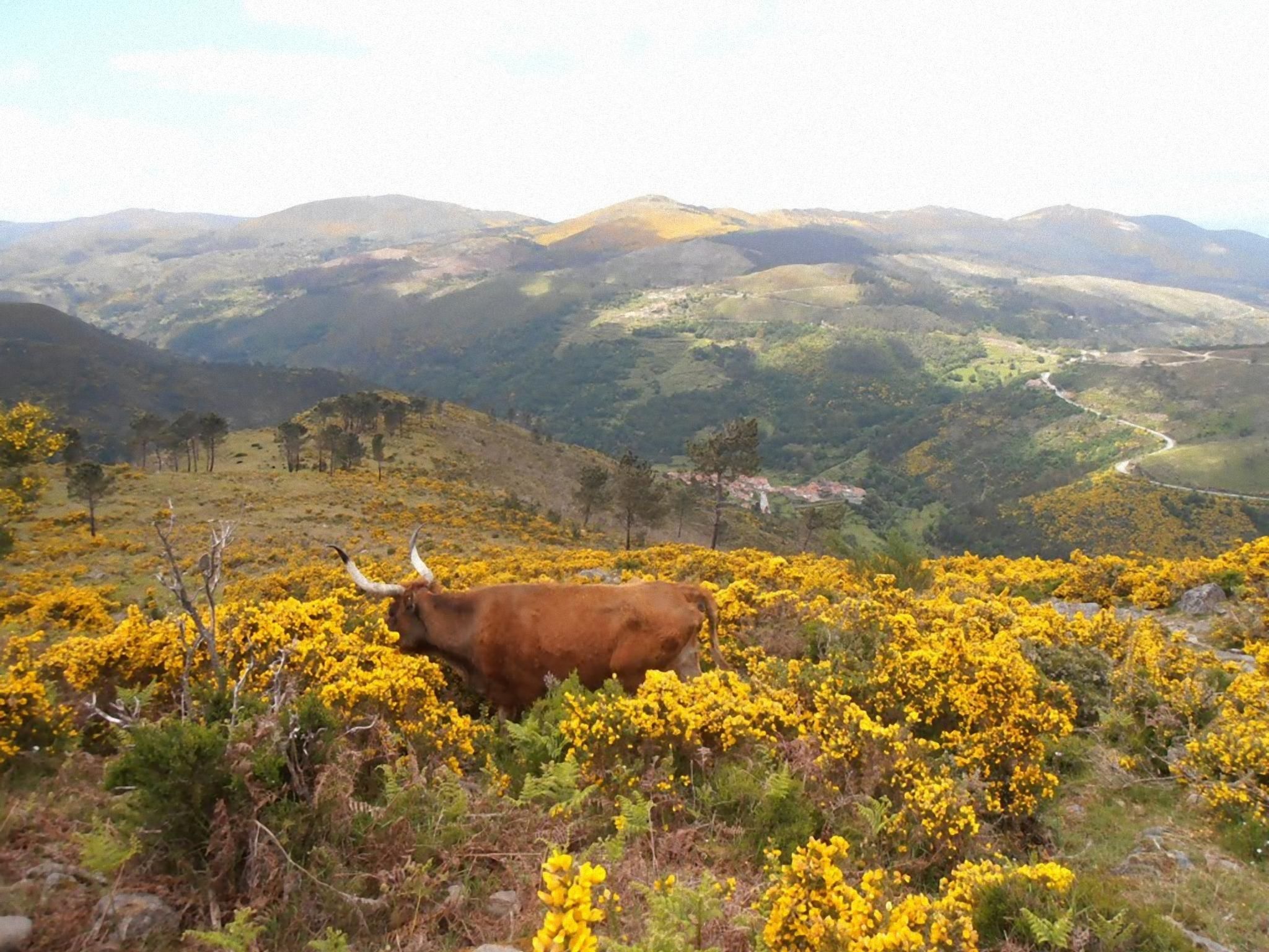 "Großmutters Häuschen" mit überdachter Terrasse-Binnen