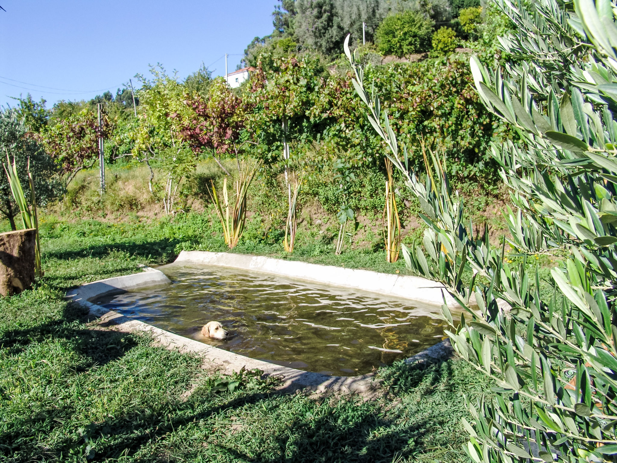 Casa Amadeu — Pool Outdoor (2 of 25)