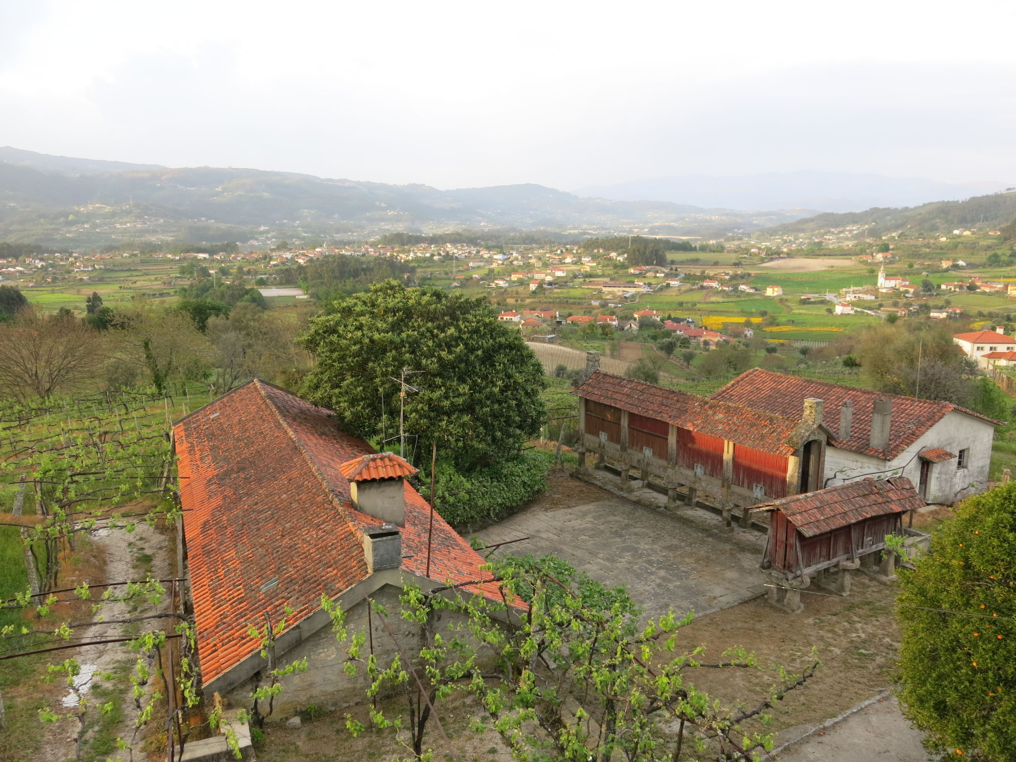 Photo of De Ferreira