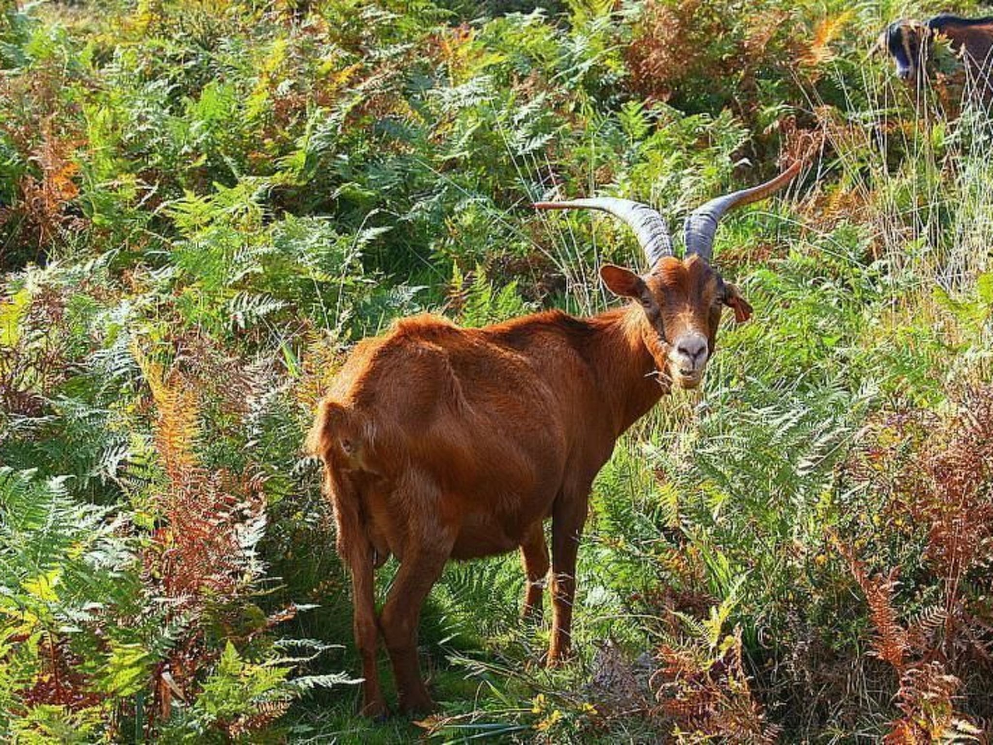 Ländliche Finca "Casa da Rocha"-Binnen