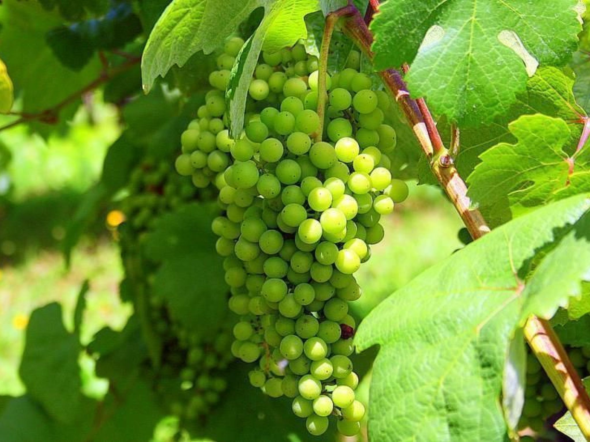 Ländliche Finca "Casa da Rocha"