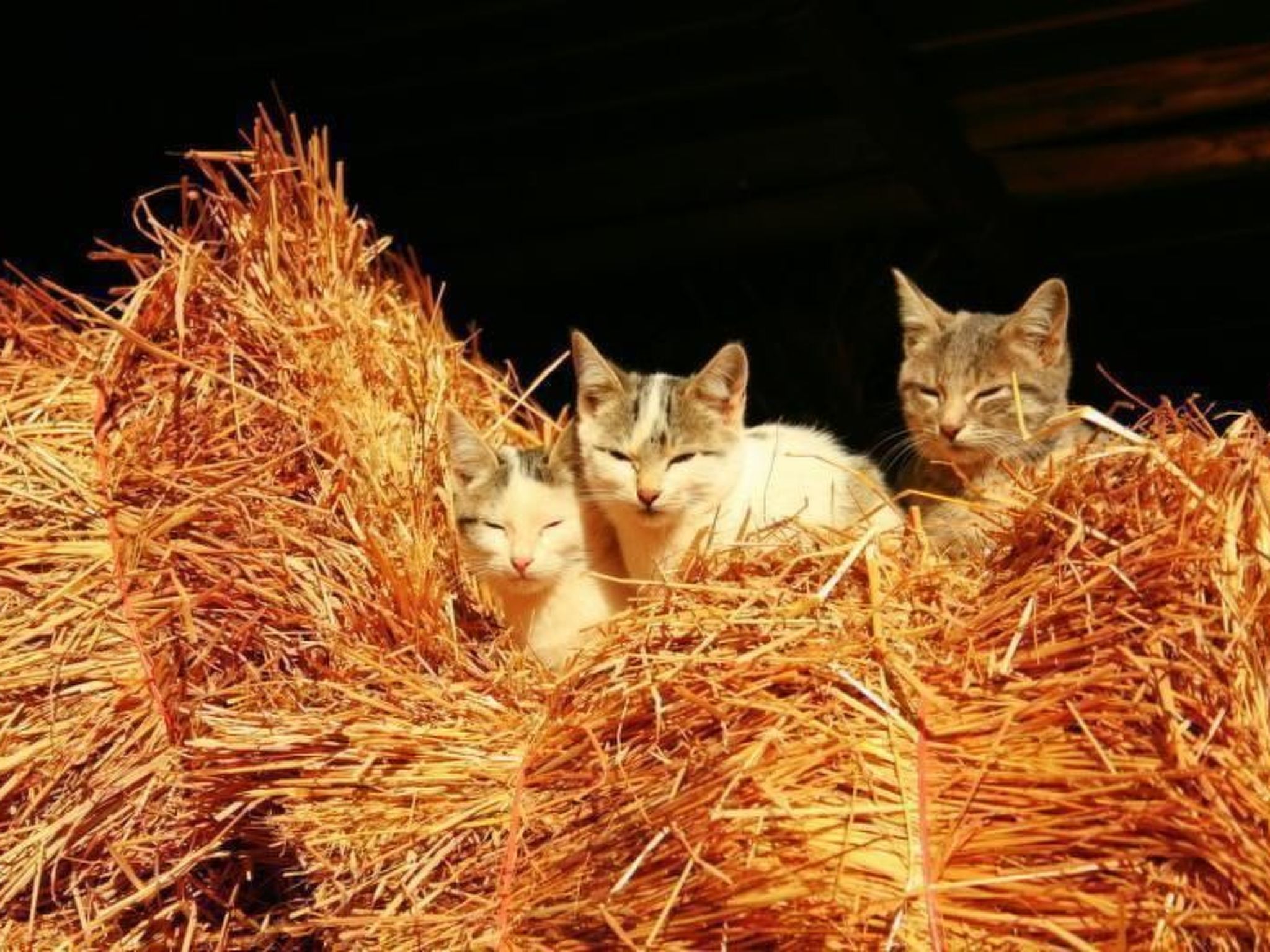 Ländliche Finca "Casa da Rocha"-Binnen