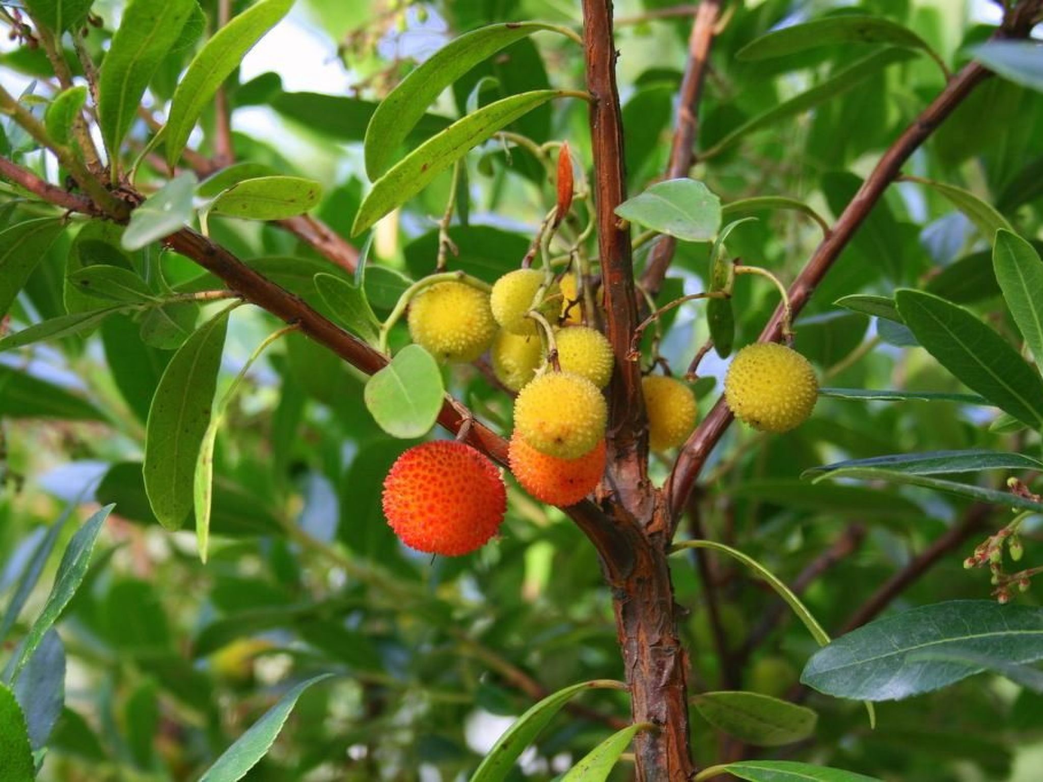 Ländliche Finca "Casa da Rocha"-Binnen