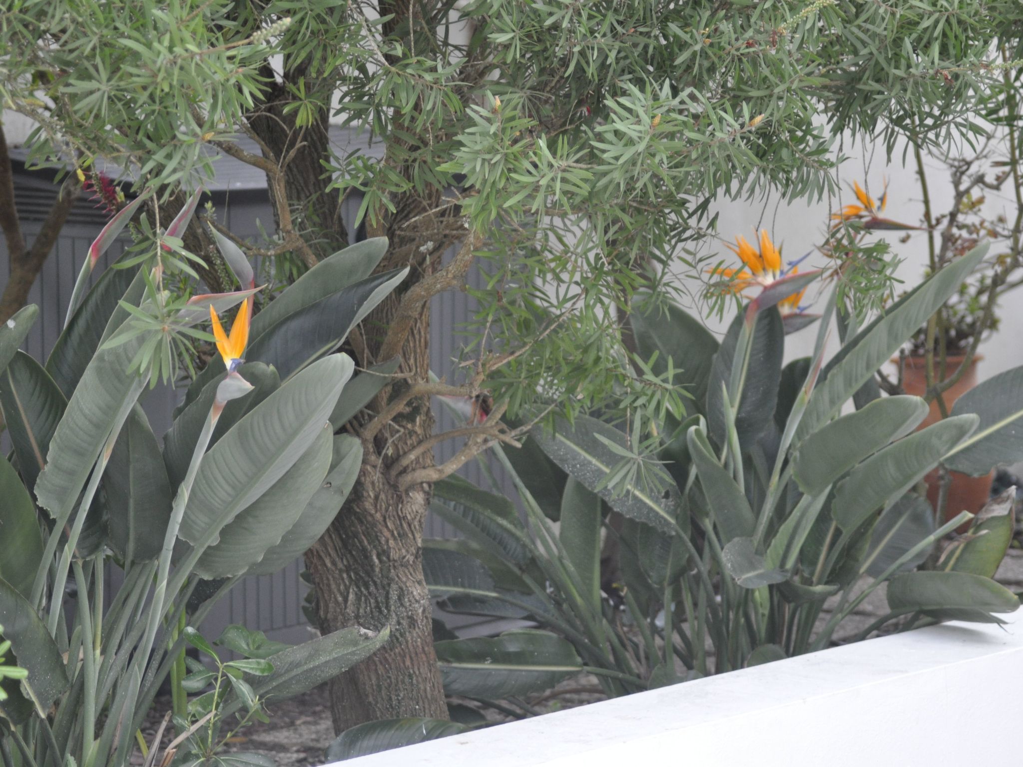 Vila Gaivota-Image-tags.info