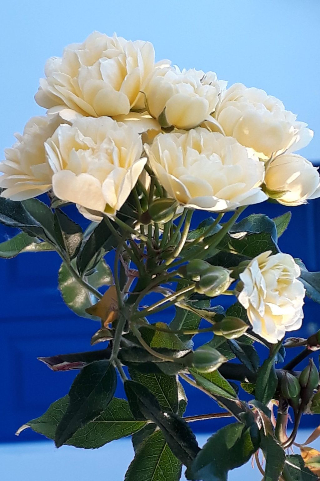 Quinta D'Avó Amélia, wunderschönes Landhaus zwischen den Bergen und dem Meer-Draußen