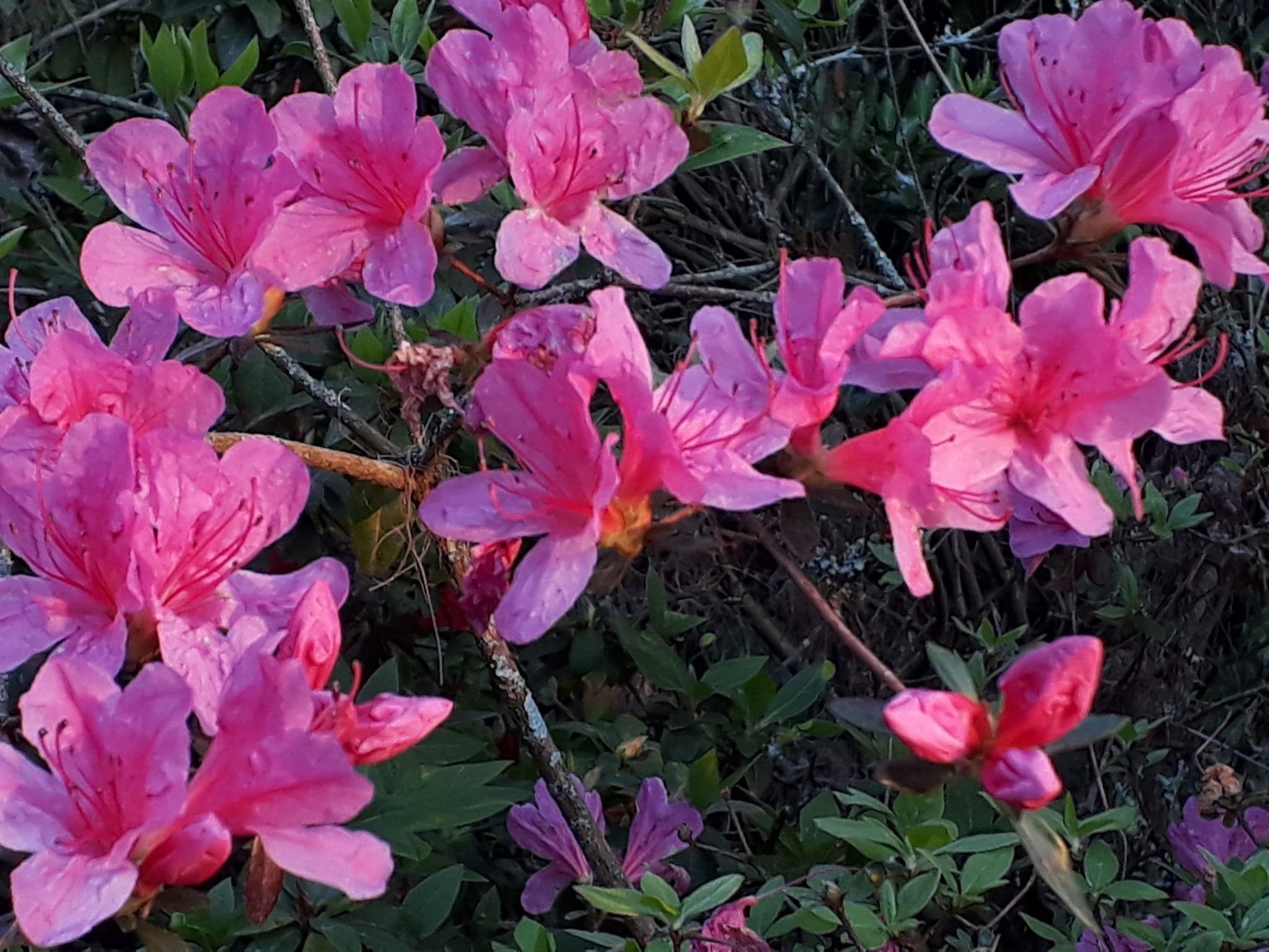 Quinta D'Avó Amélia, wunderschönes Landhaus zwischen den Bergen und dem Meer-Draußen