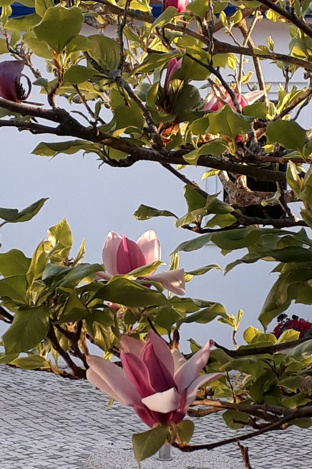 Quinta D'Avó Amélia, wunderschönes Landhaus zwischen den Bergen und dem Meer-Draußen