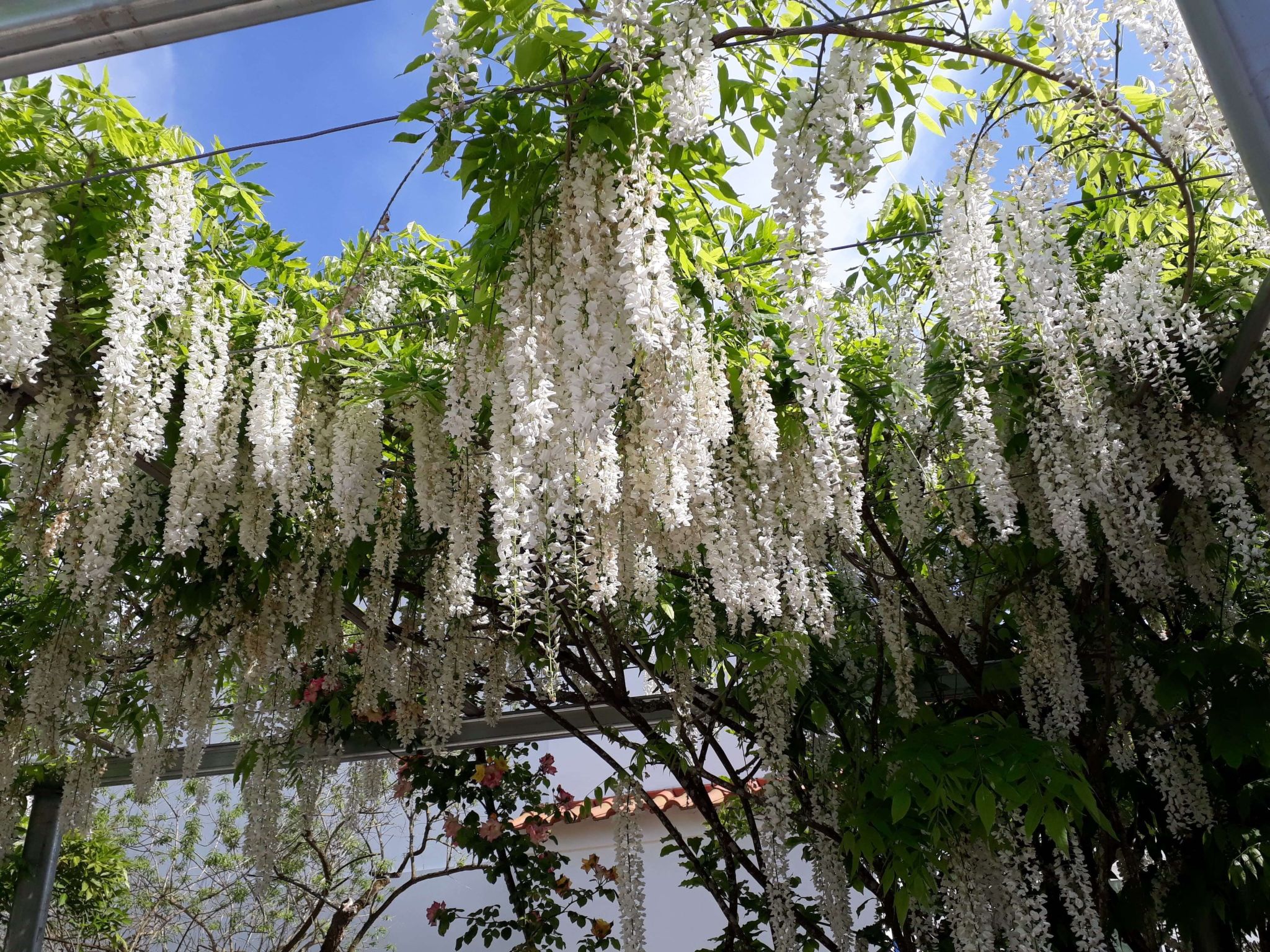 Quinta D'Avó Amélia, wunderschönes Landhaus zwischen den Bergen und dem Meer-Image-tags.info