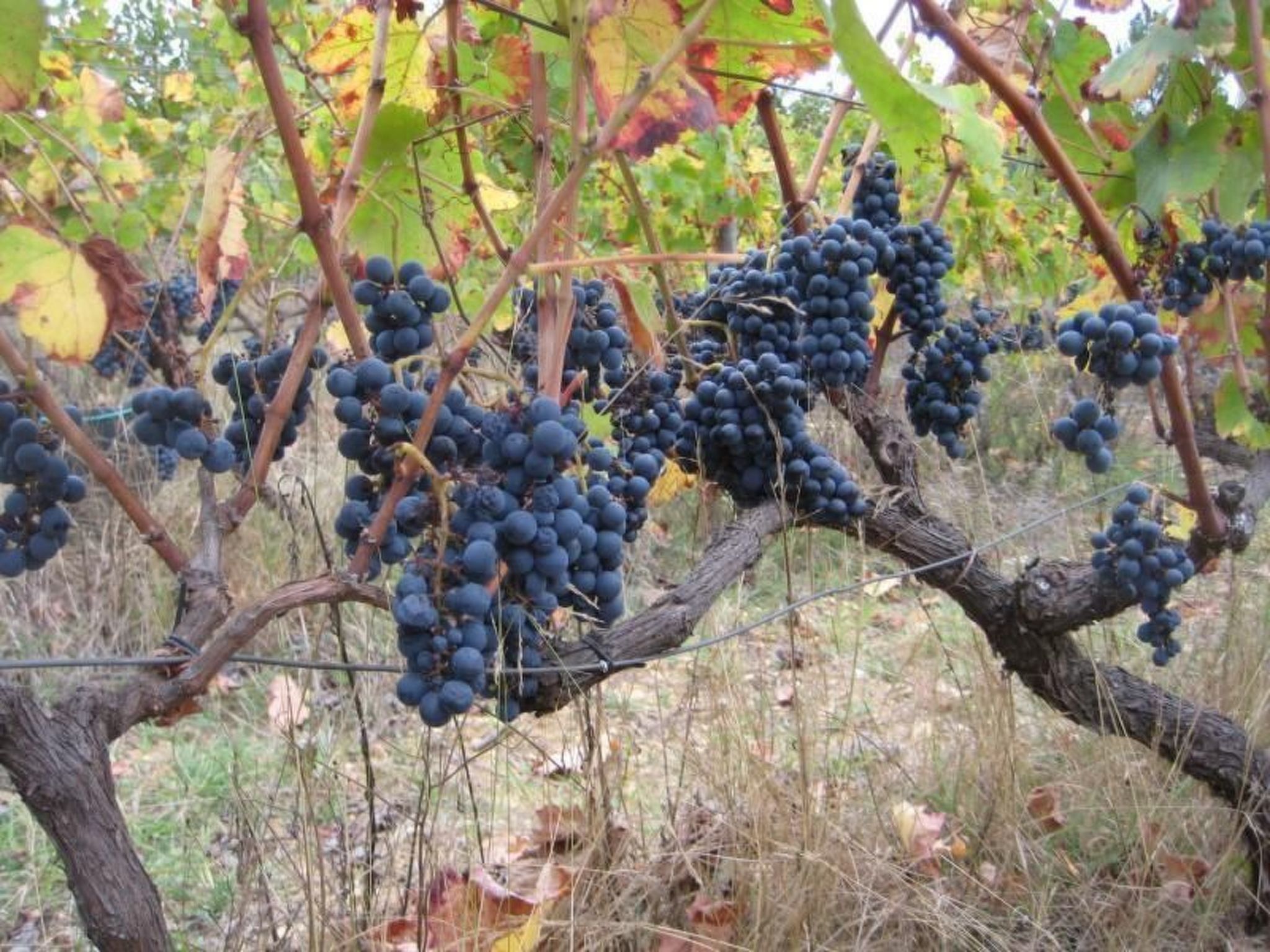 Ferien auf dem Bauernhof mit Weinberg-Inside