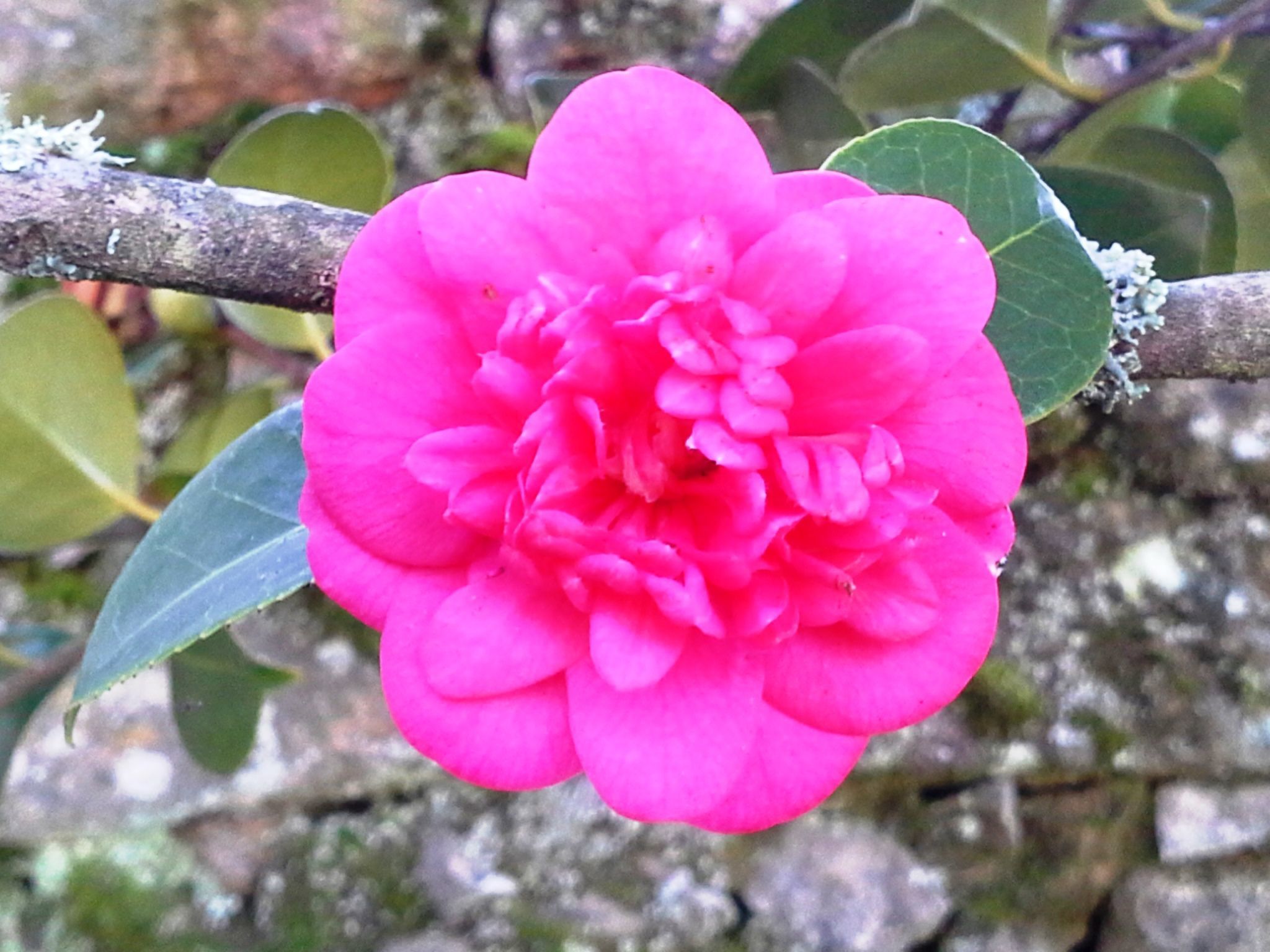 Renoviertes Landhaus für 4 Personen in Tondela-Binnen