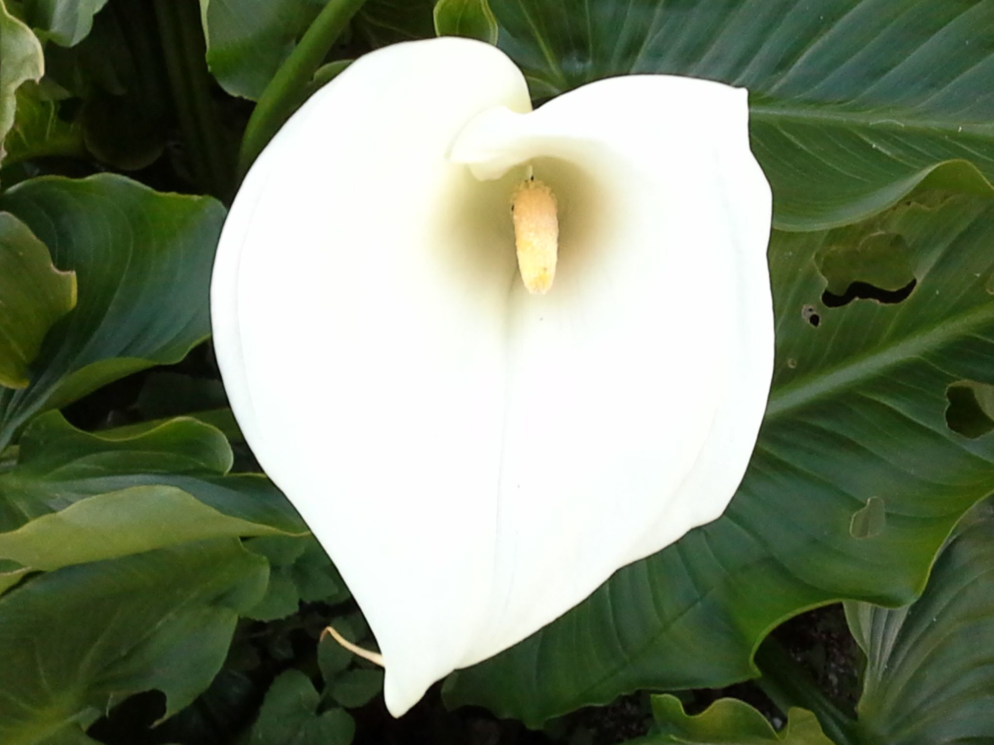 Renoviertes Landhaus für 7 Personen in Tondela-Image-tags.info