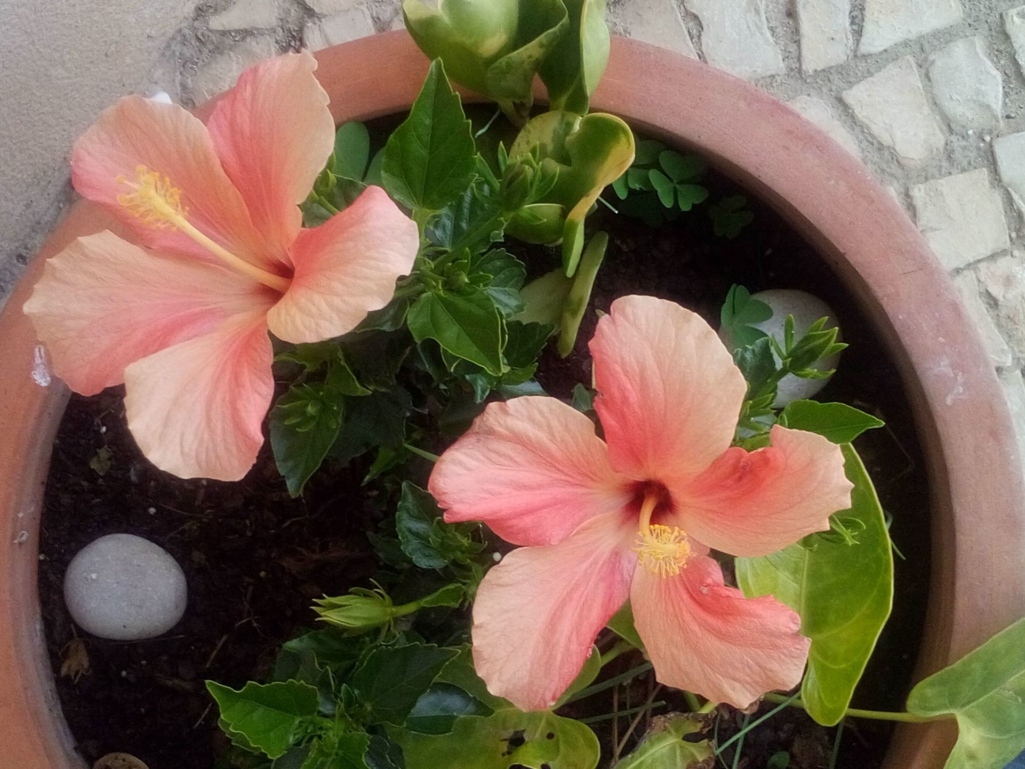 Mit Terrasse-Image-tags.info