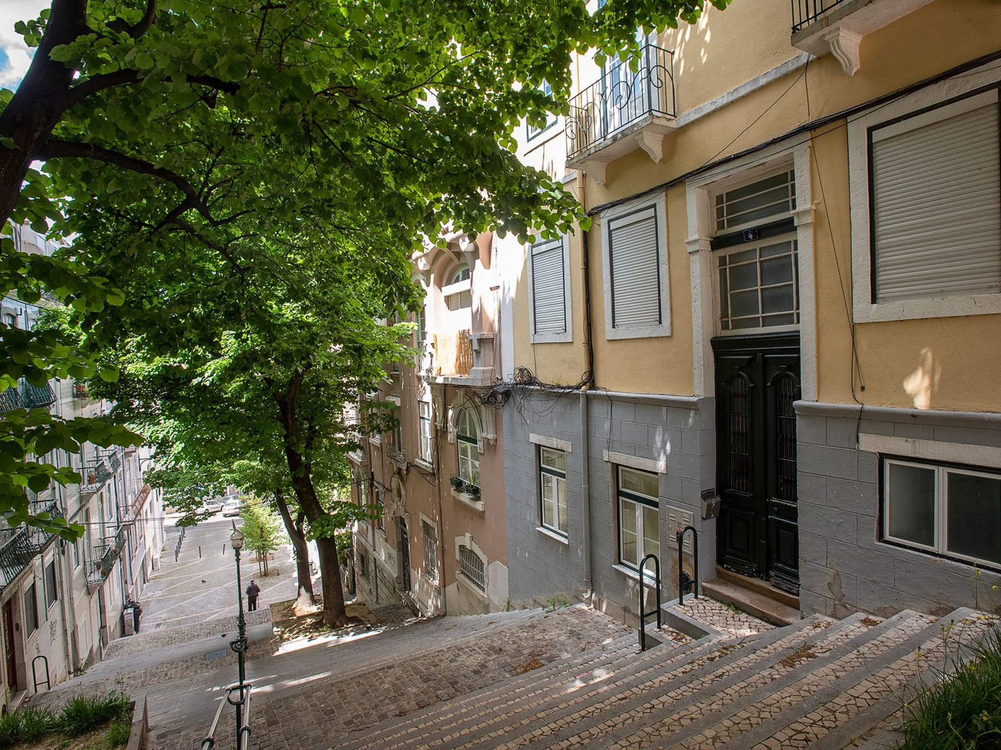 Baum Liverpooler Terrasse
