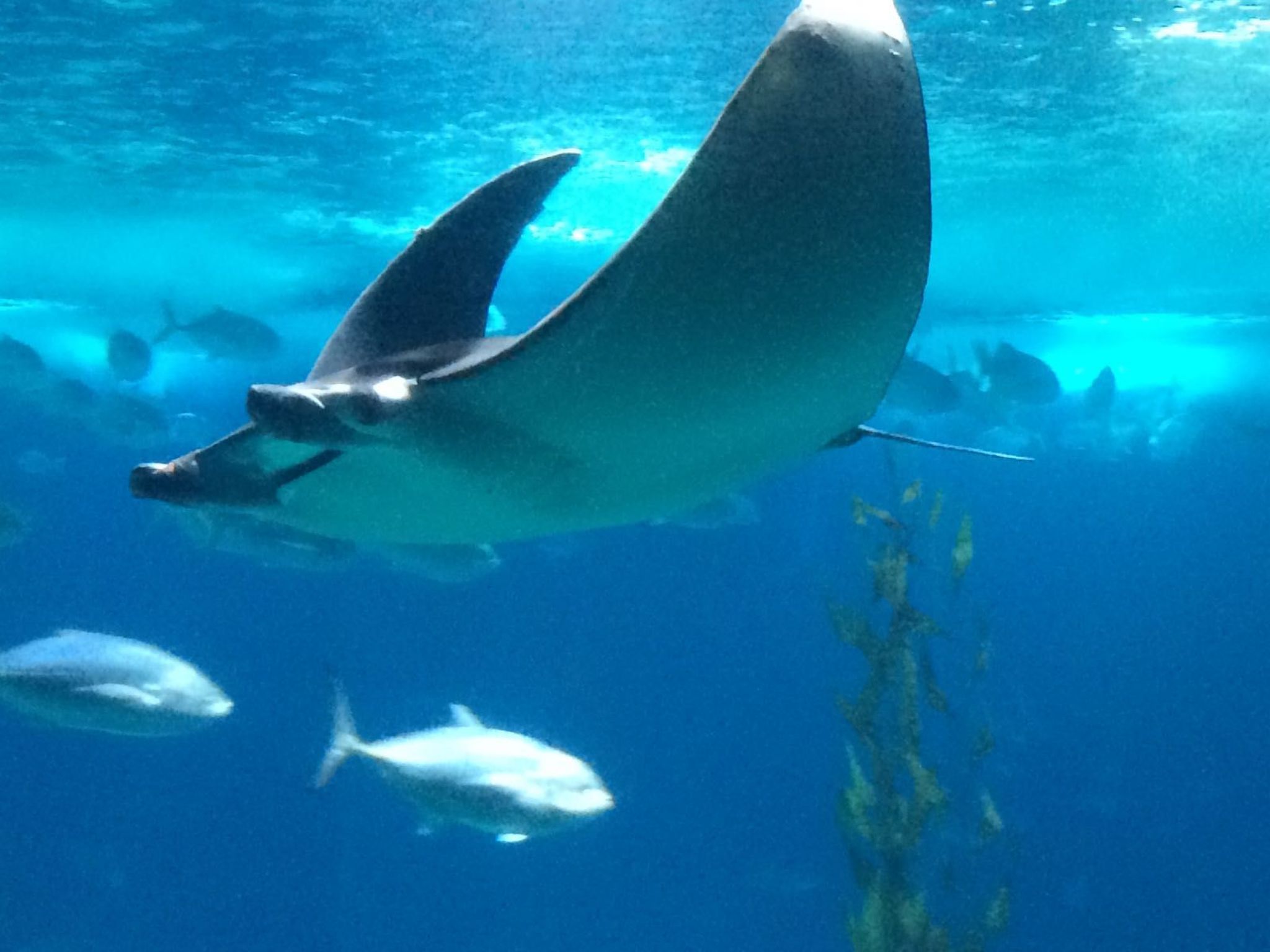 In Sesimbra mit Grill, Terrasse und Garten-Binnen
