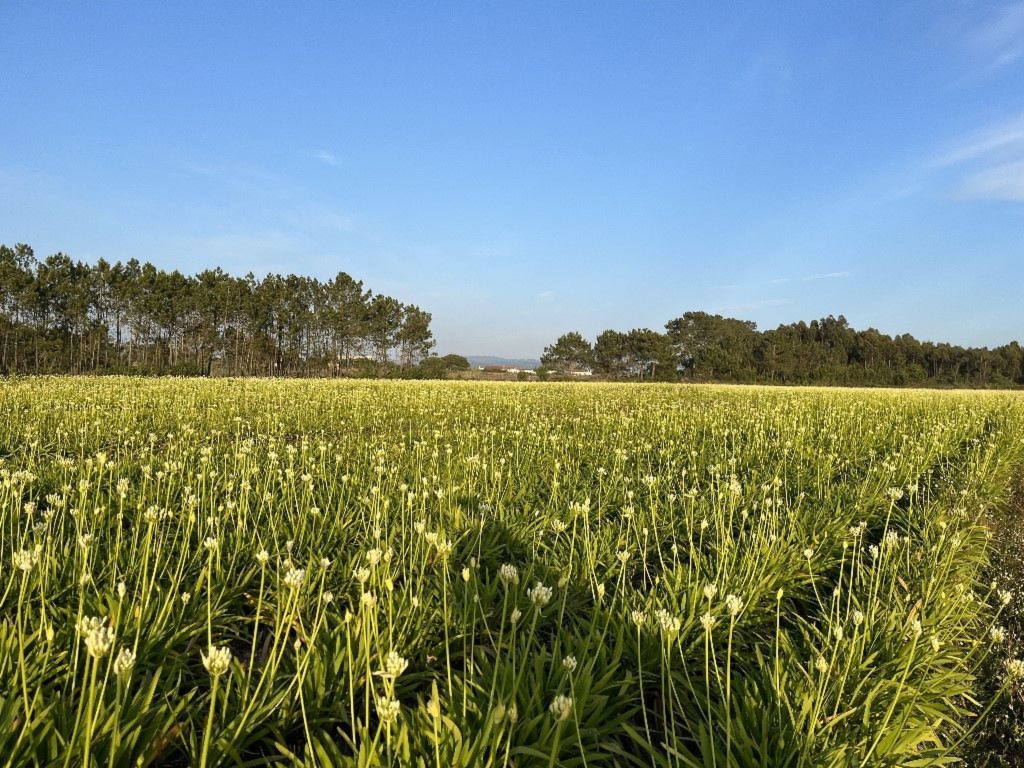 Schönes Landhaus mit Tauchbecken, Strand 3km-Drinnen