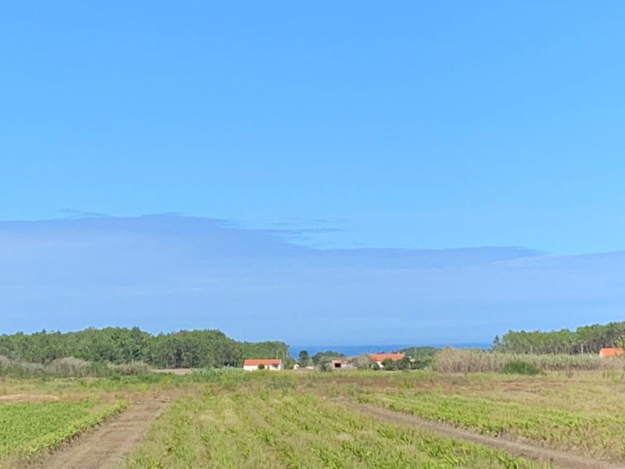 Haus Bamboo in Odeceixe mit ruhiger Terrasse-Binnen