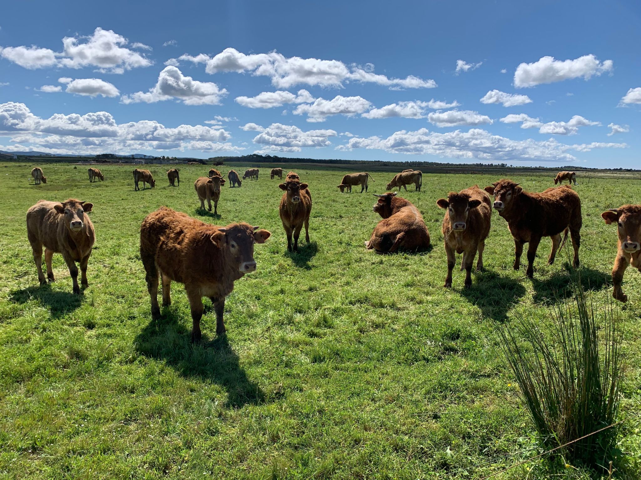 Haus Bamboo in Odeceixe mit ruhiger Terrasse-Binnen