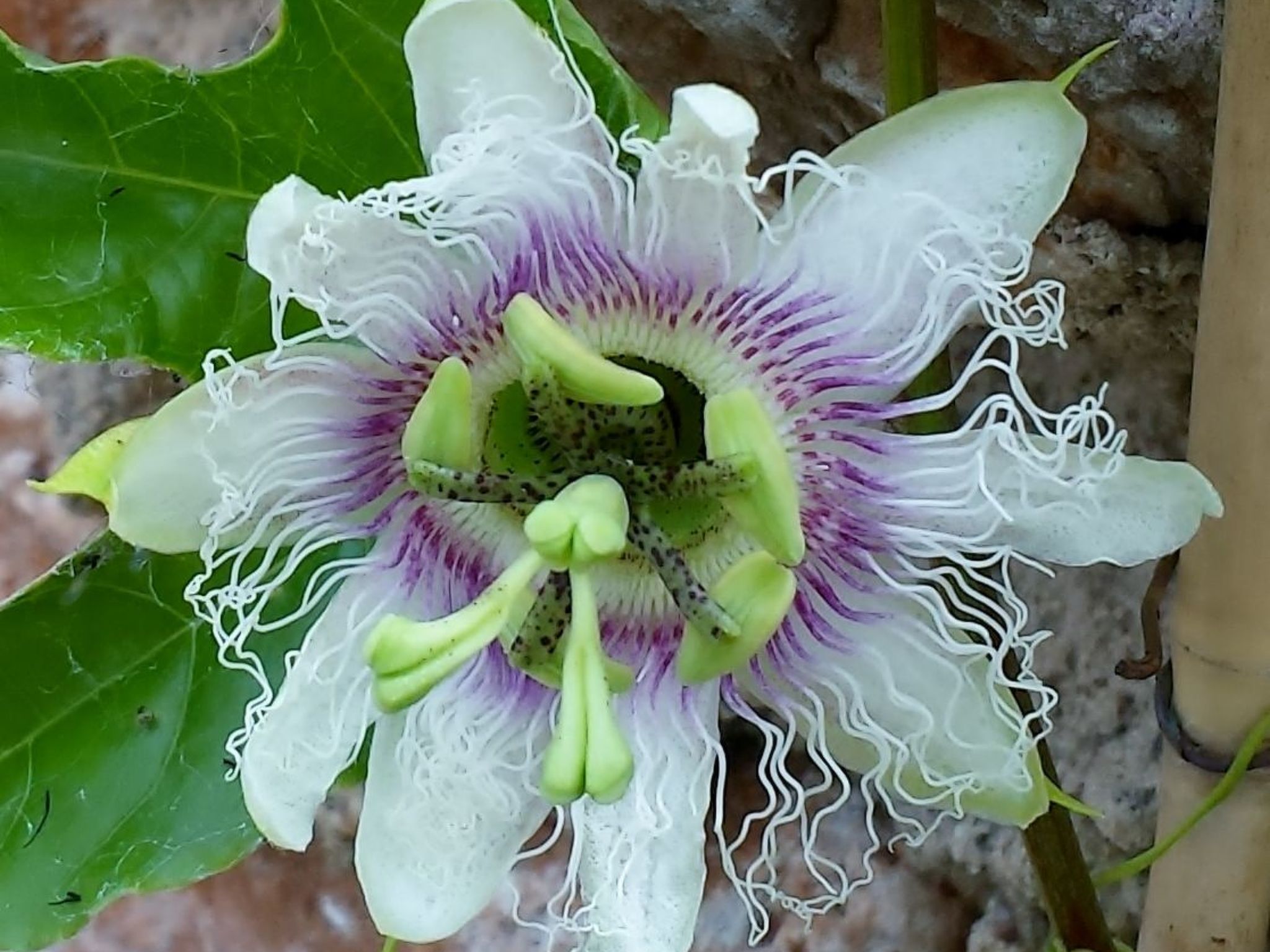 Casa Vale Vinagre, schöne Villa in der Natur-Image-tags.info