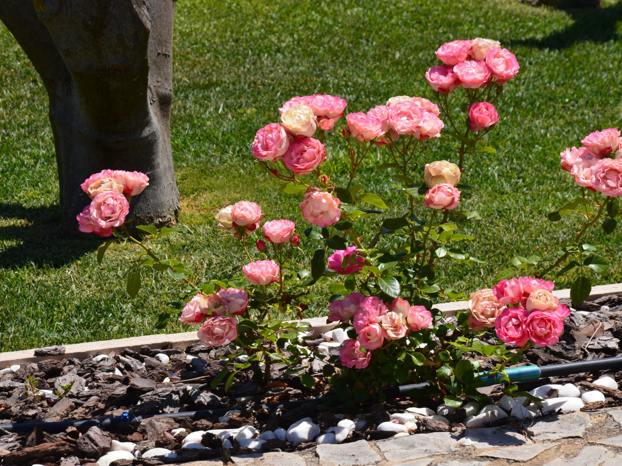 Photo of Casa da Horta-CH10, 2-Zimmer-Wohnung, Pool