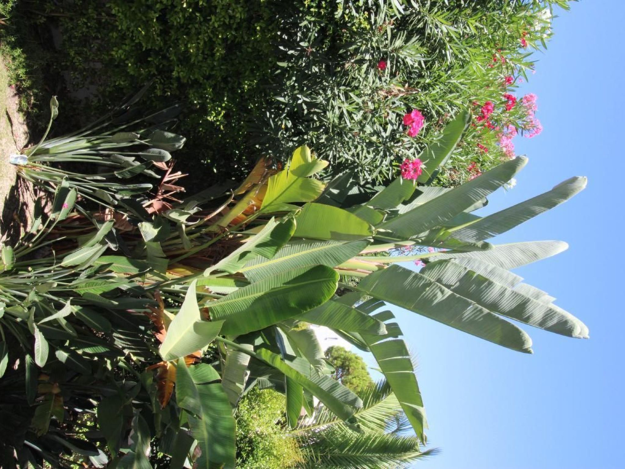 In Almancil mit Garten, Grill und Terrasse-Dehors