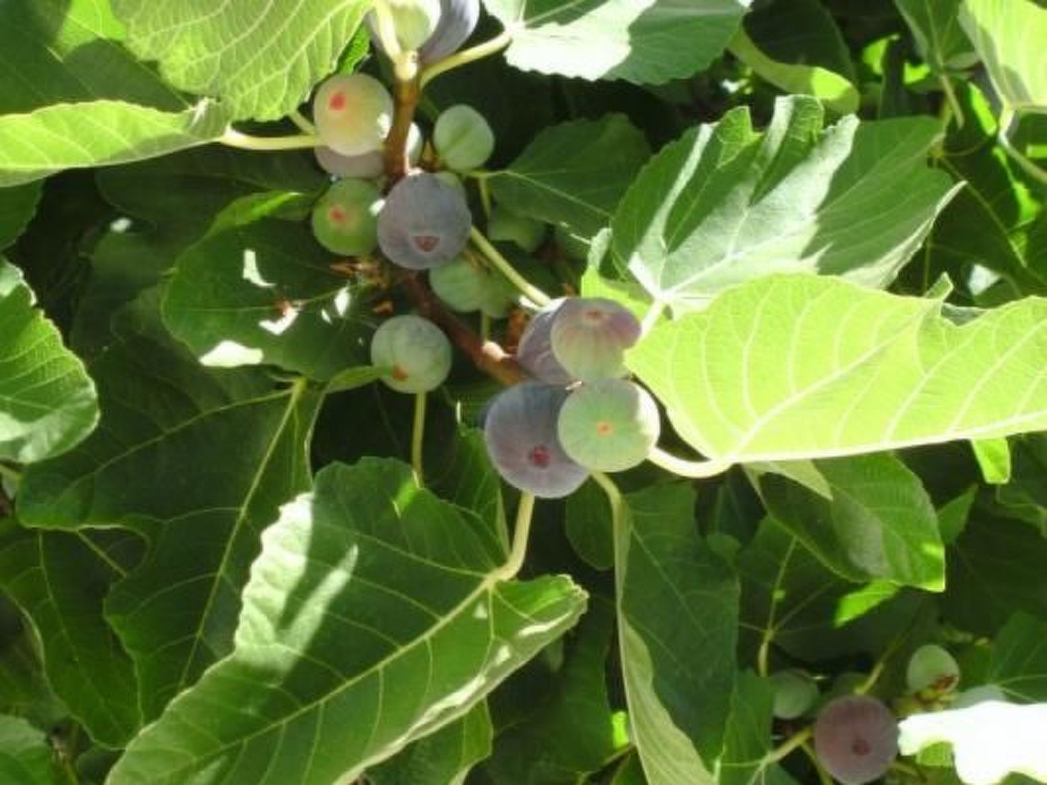 Appartement Fuseta Ria Resort