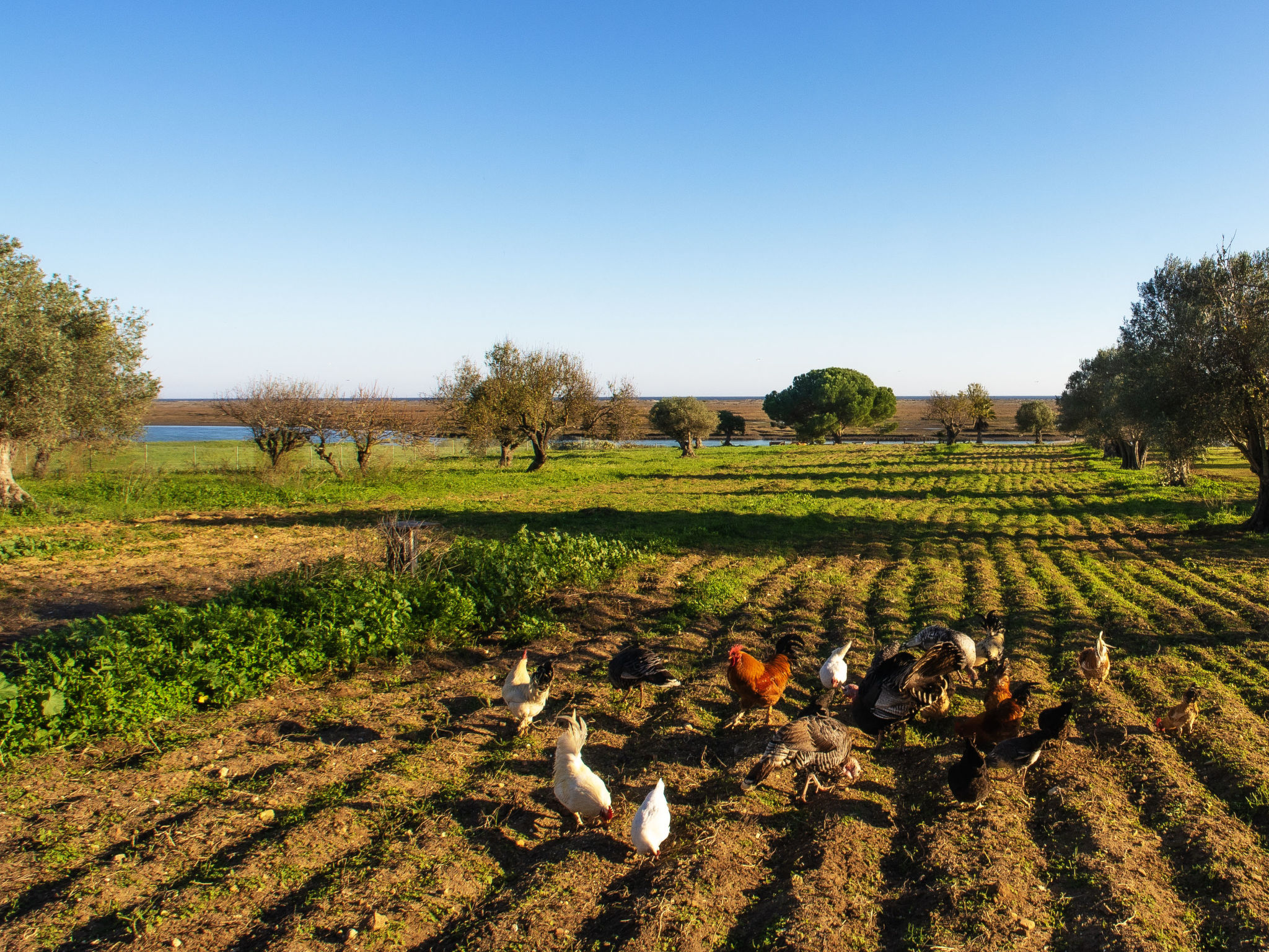 Photo of Luz Romana A1