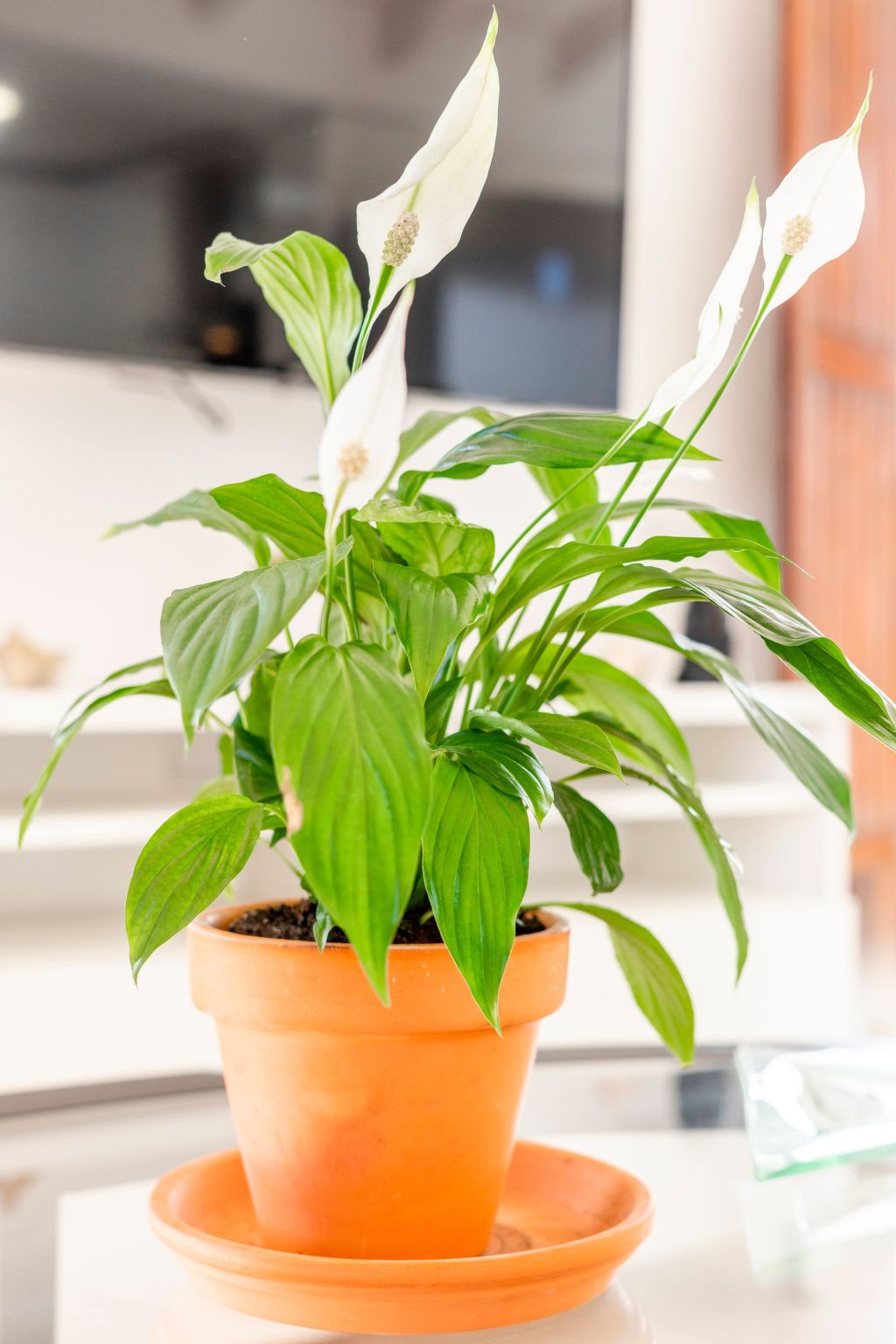 Appartement in Tavira mit Terrasse-Image-tags.info